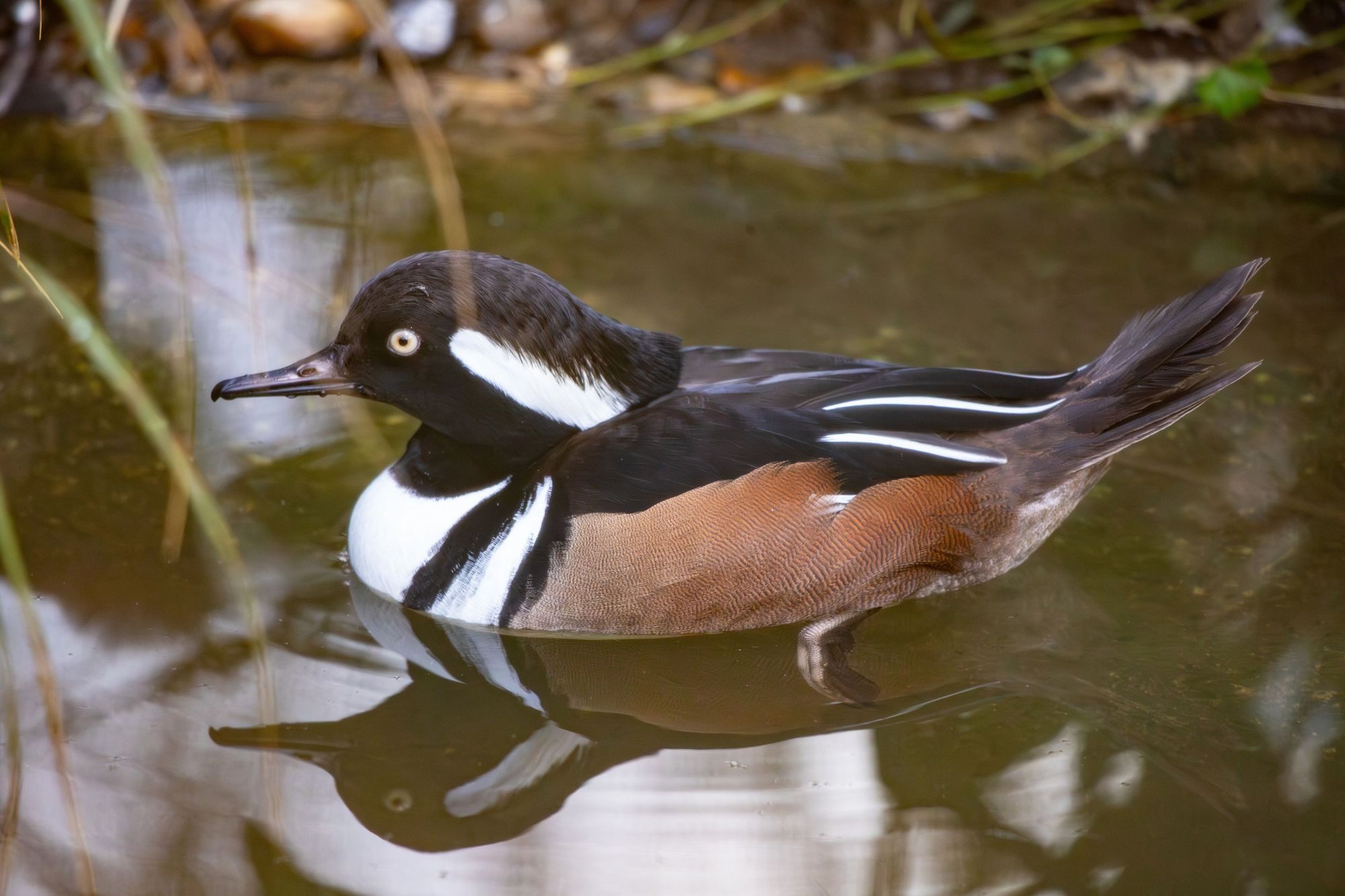 A hooded merganser duck swims in calm water, its reflection visible. The bird has a distinctive white and black crest and brown sides.