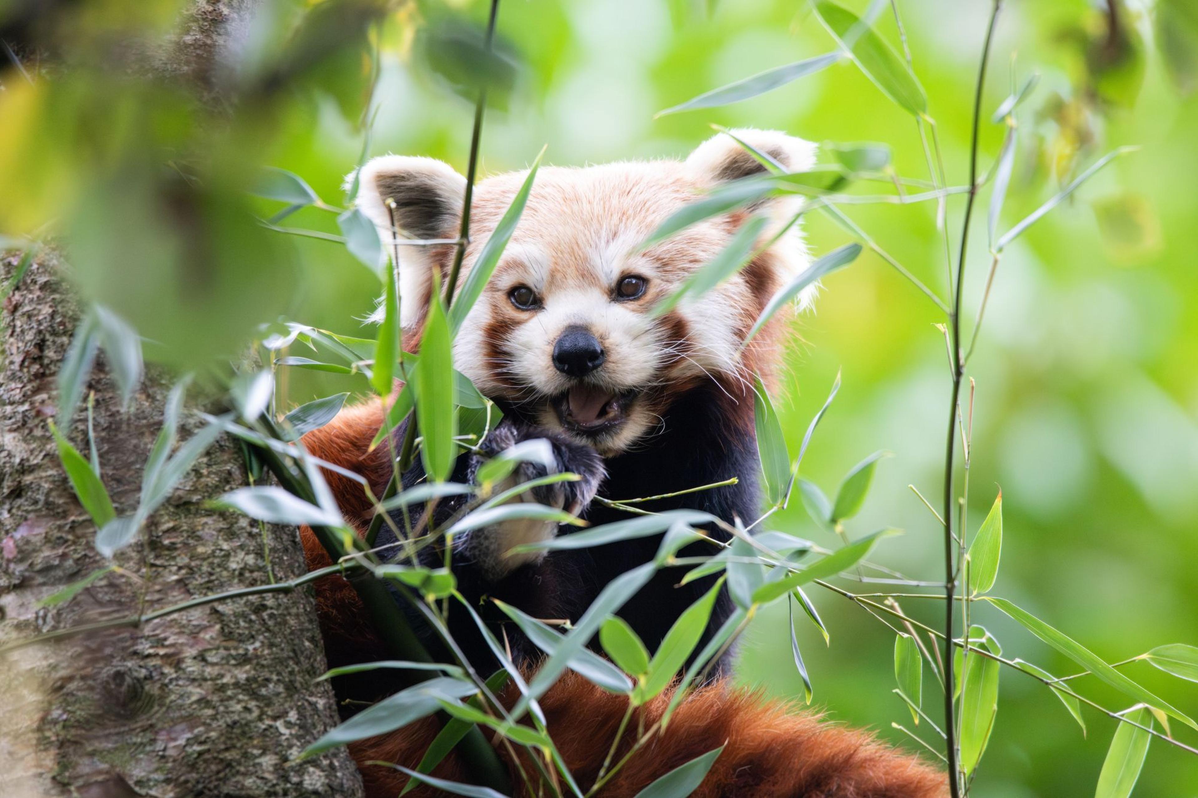 Red panda sitting in a tree surrounded by green leaves, looking towards the camera with its mouth slightly open.