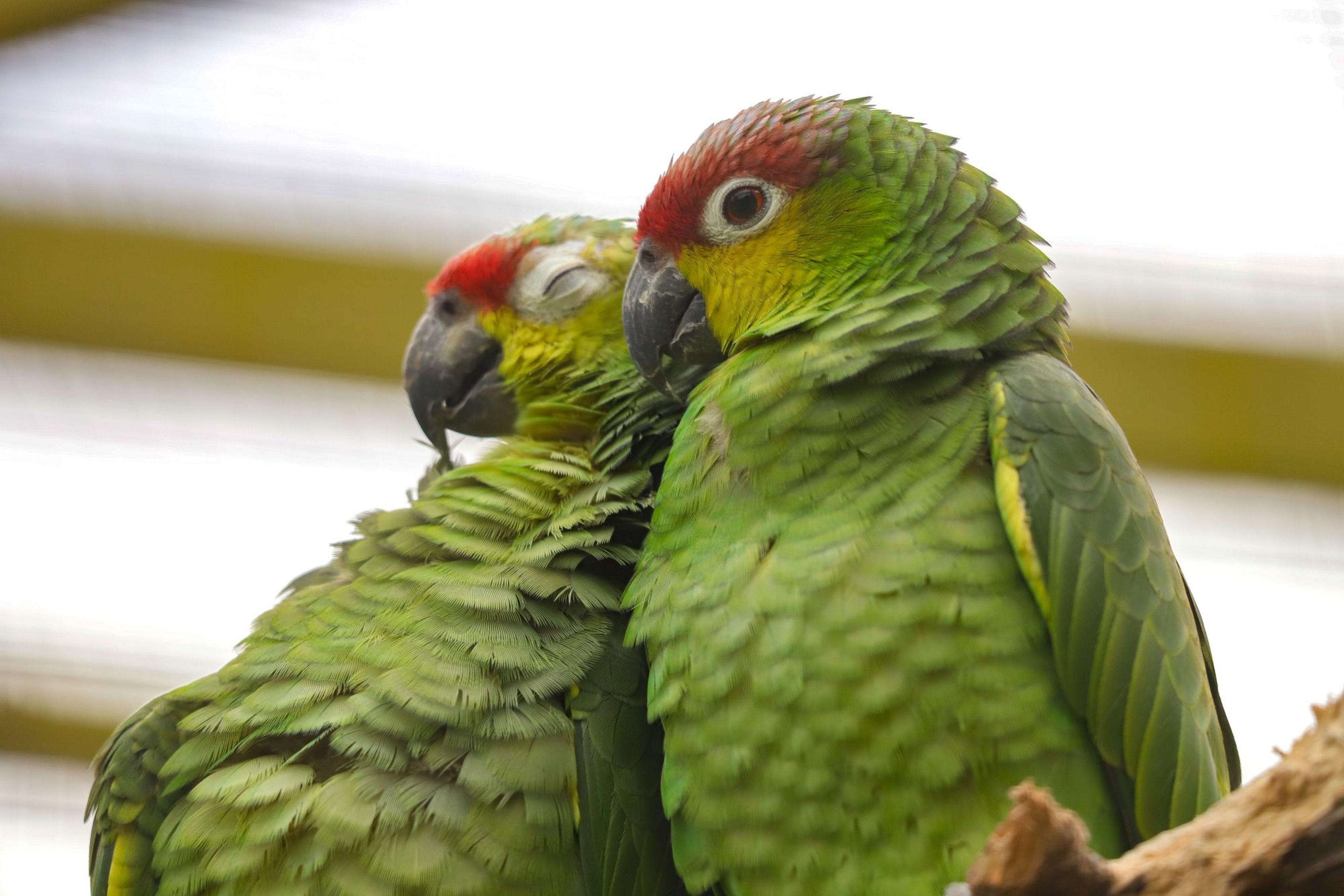 Two green parrots perched closely on a branch, one with closed eyes. Their bright feathers add vibrant contrast to the muted background.