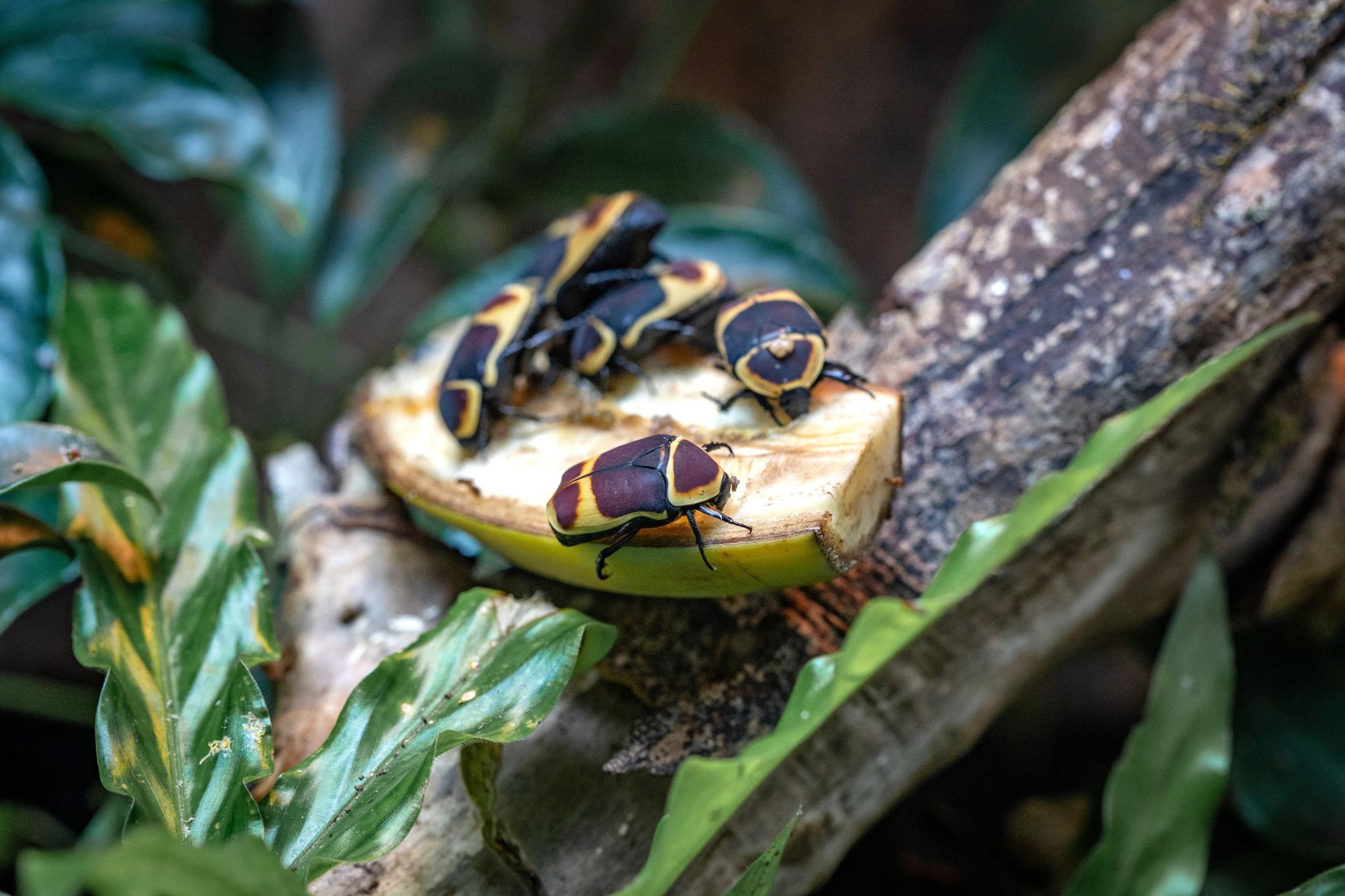 Colorful beetles with yellow and black patterns on a sliced banana, surrounded by lush green leaves and a tree branch.