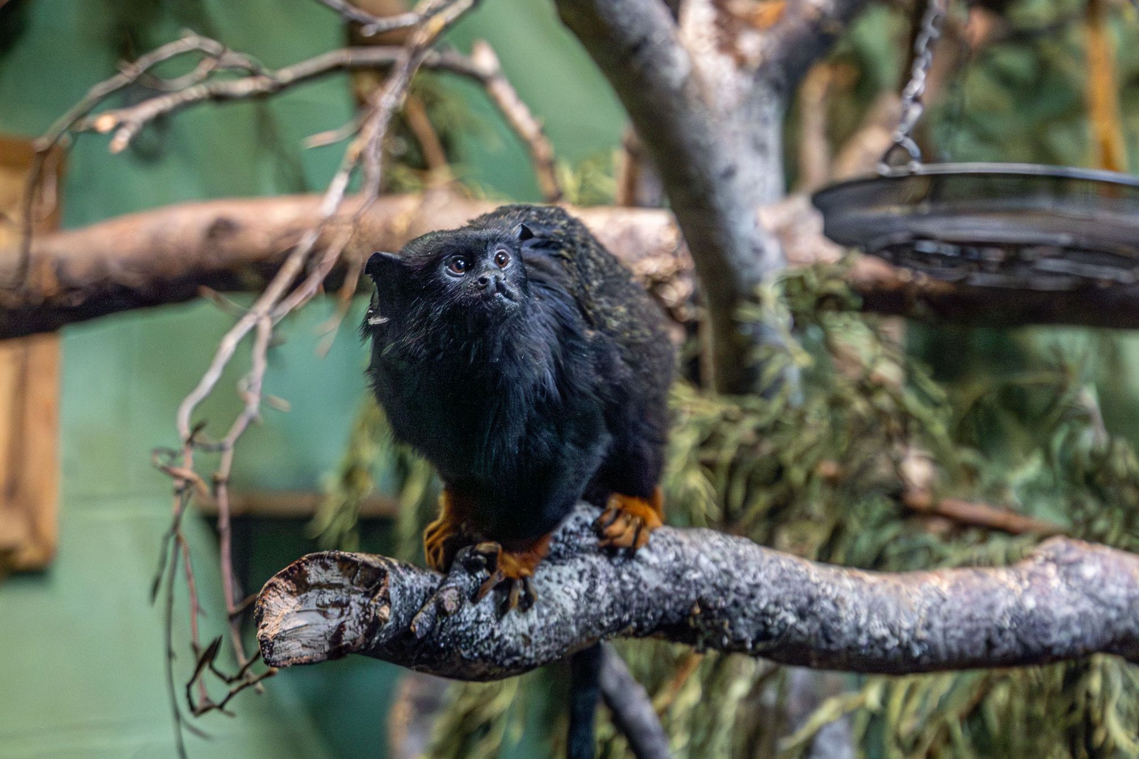 Paignton Zoo's female golden-handed tamarin Mrs Potts sitting on a branch at Monkey Heights