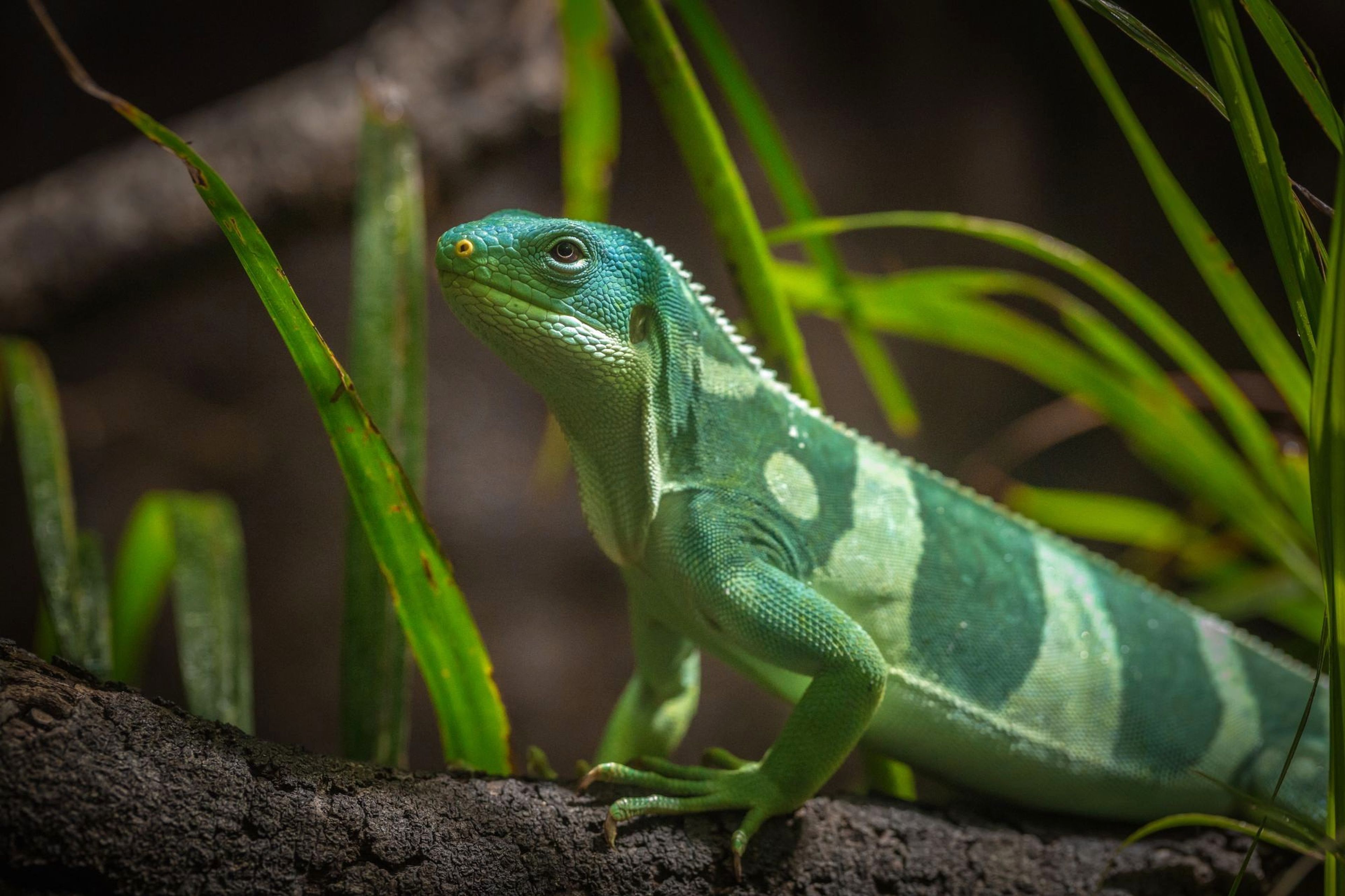 A vibrant green and turquoise iguana with distinct white markings rests on a branch surrounded by green leaves.