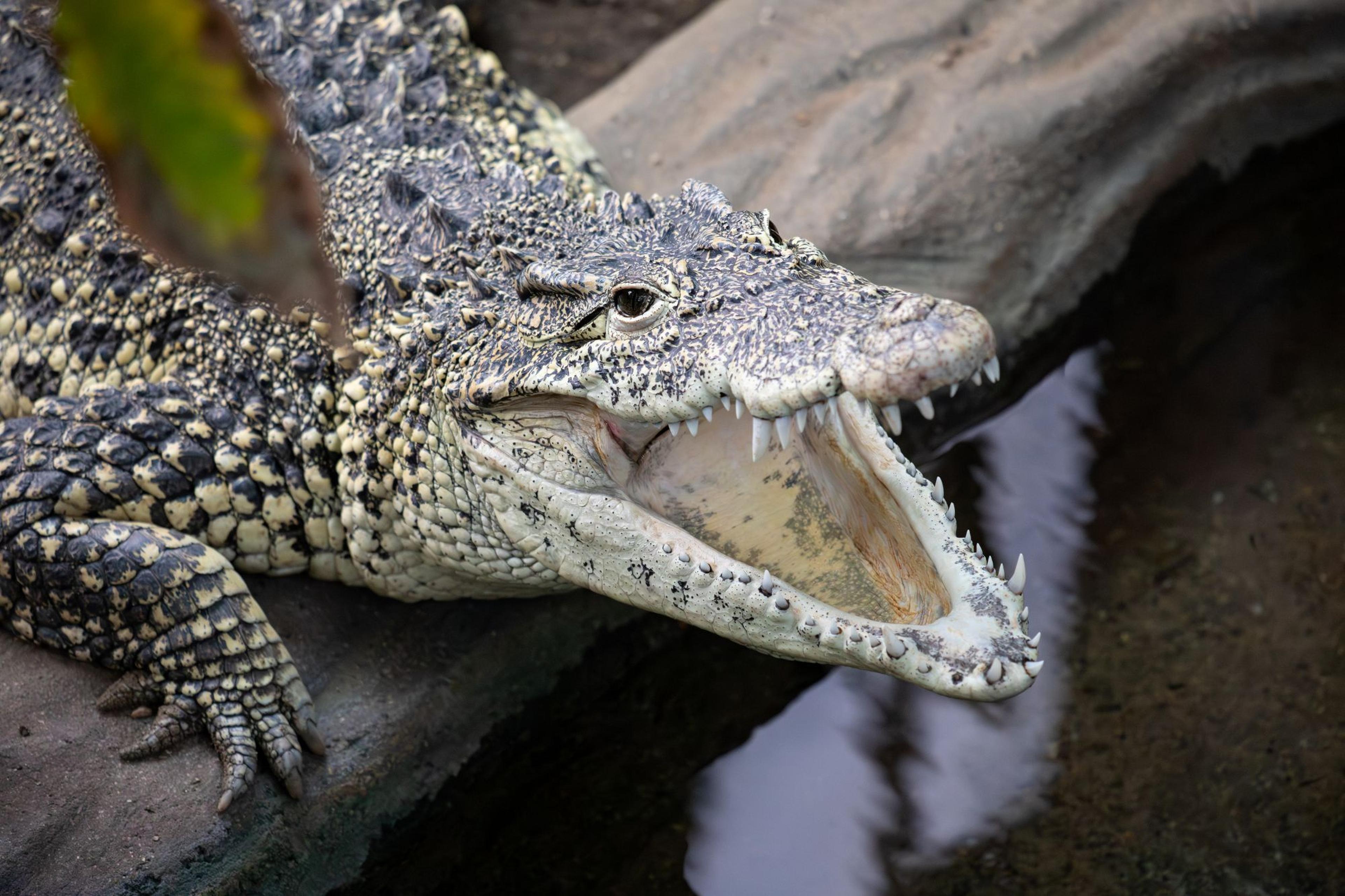 Cuban crocodile with her mouth wide open on the waters edge at Paignton Zoo in Devon, UK
