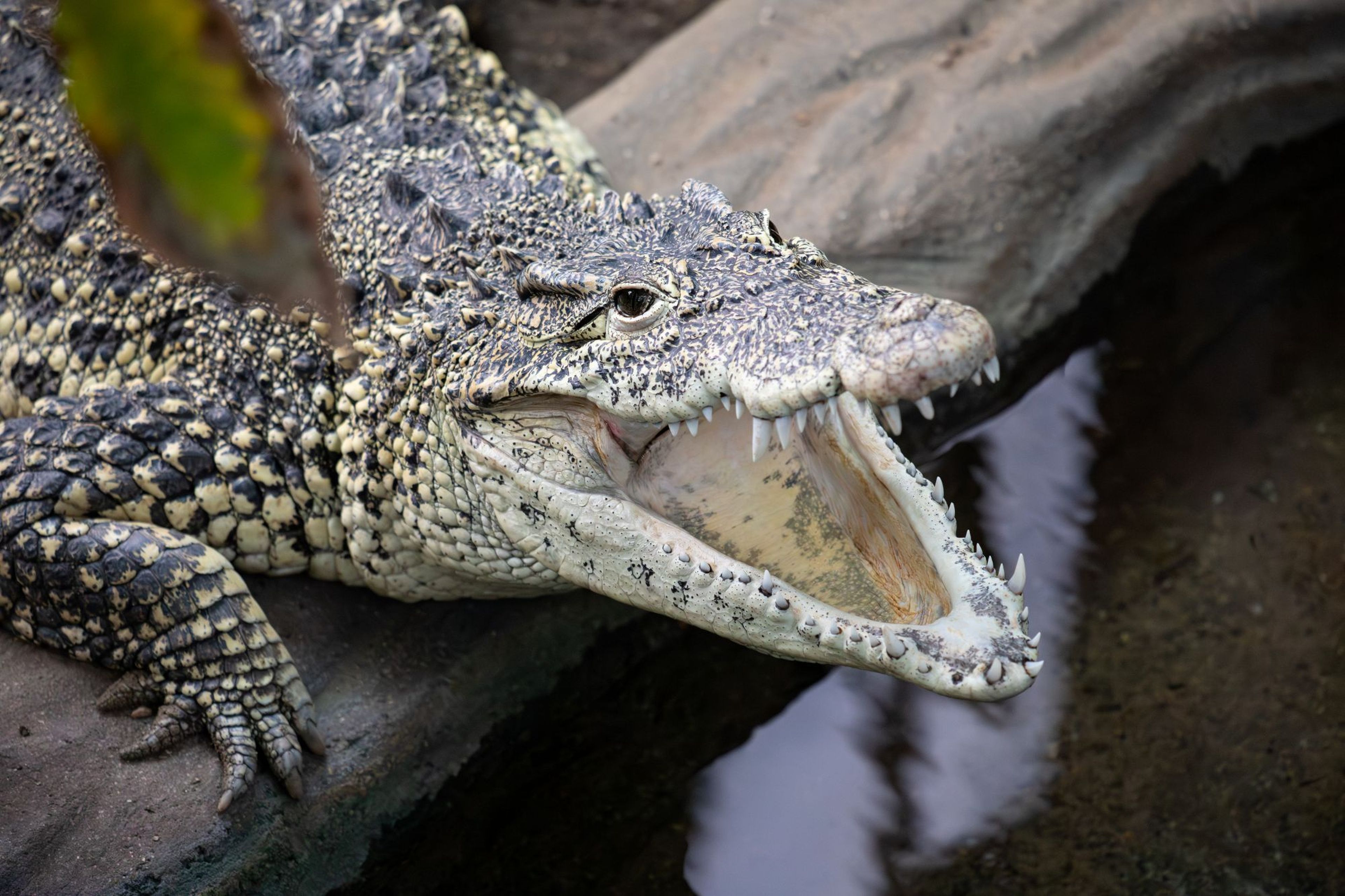Cuban crocodile with her mouth wide open on the waters edge at Paignton Zoo in Devon, UK