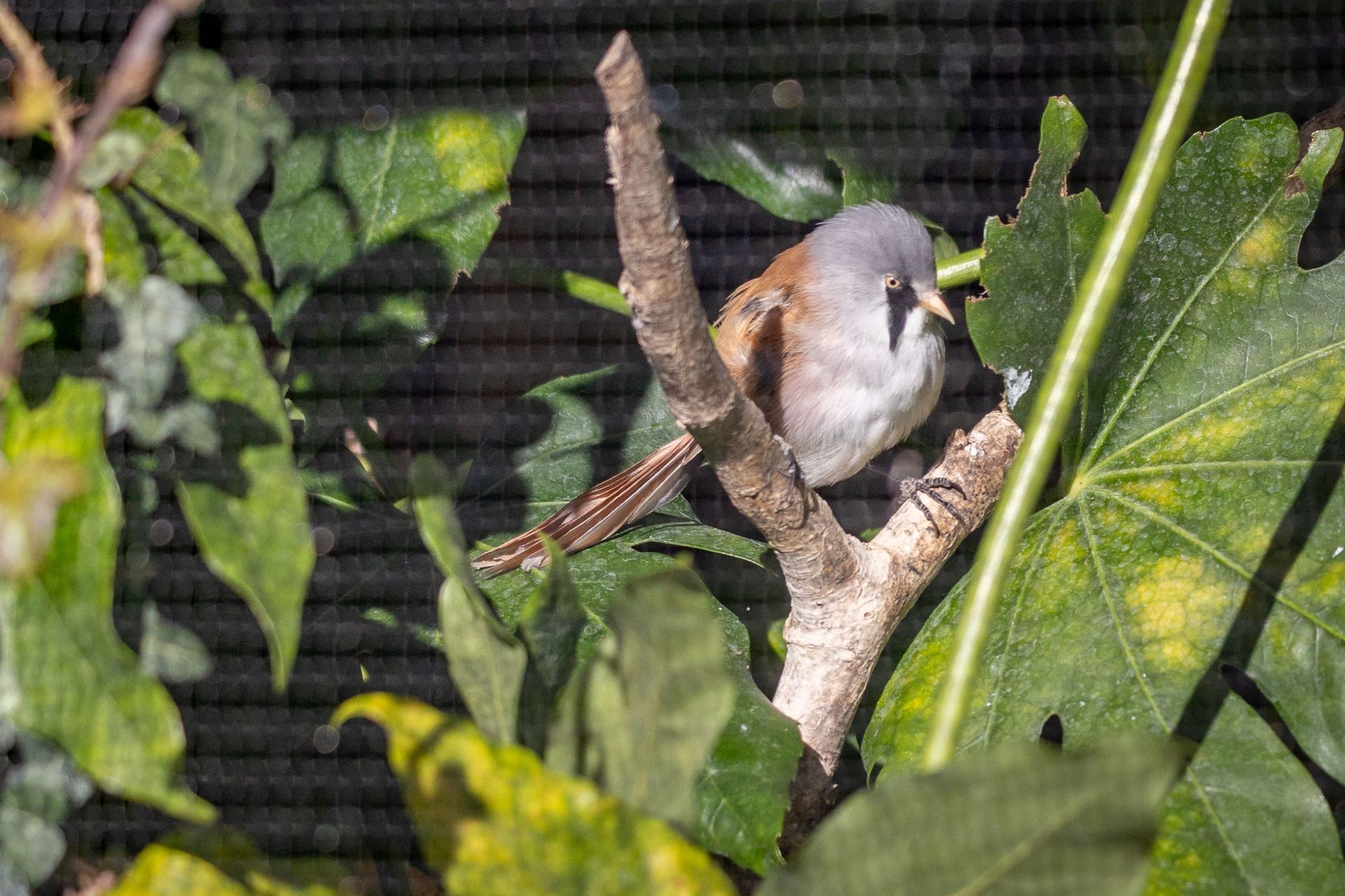 A small bird with a grey head and brown back perches on a branch amid large green leaves, with a netted background.