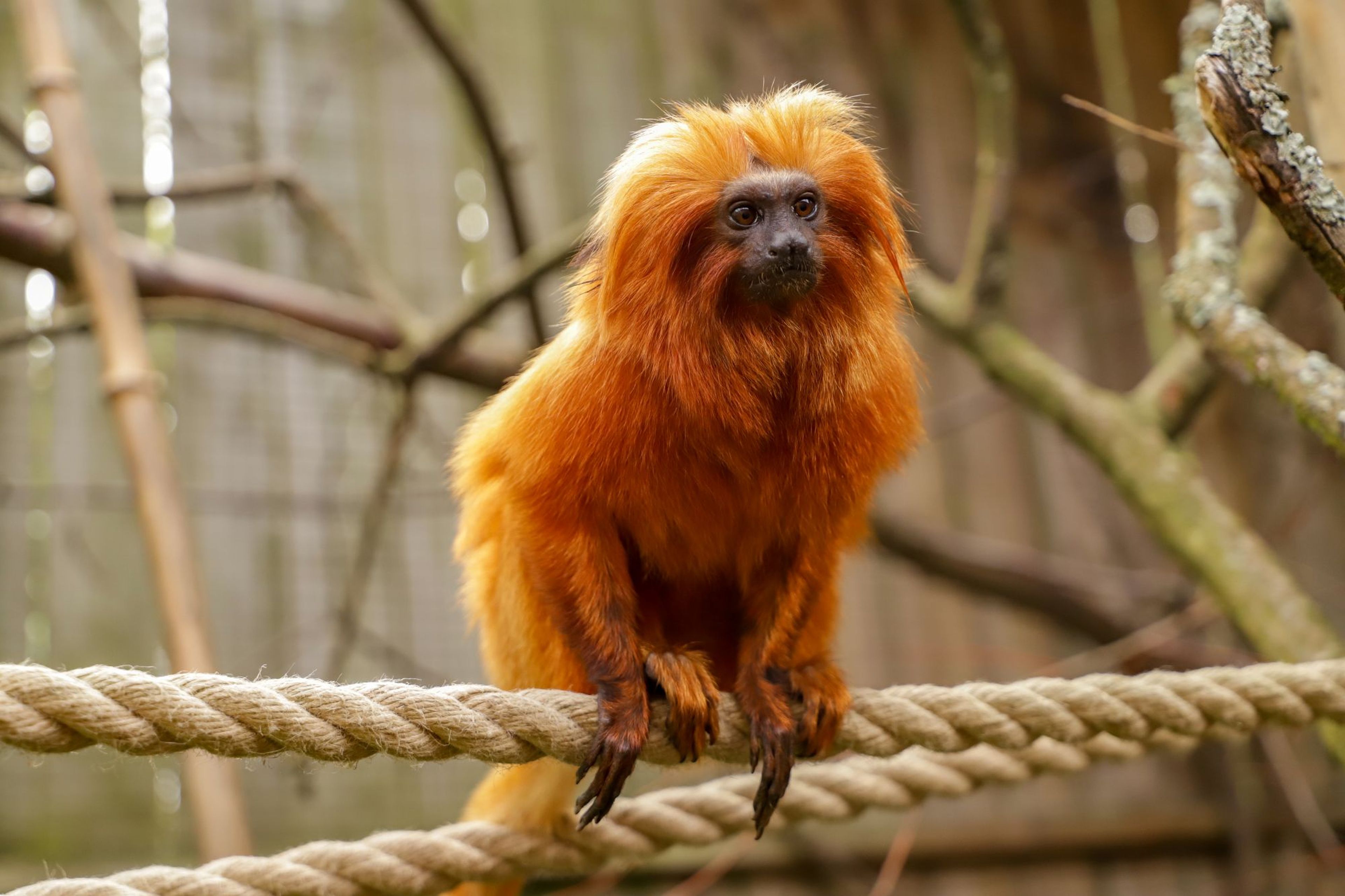 Golden lion tamarin perched on a thick rope, surrounded by branches and a wooden enclosure background.
