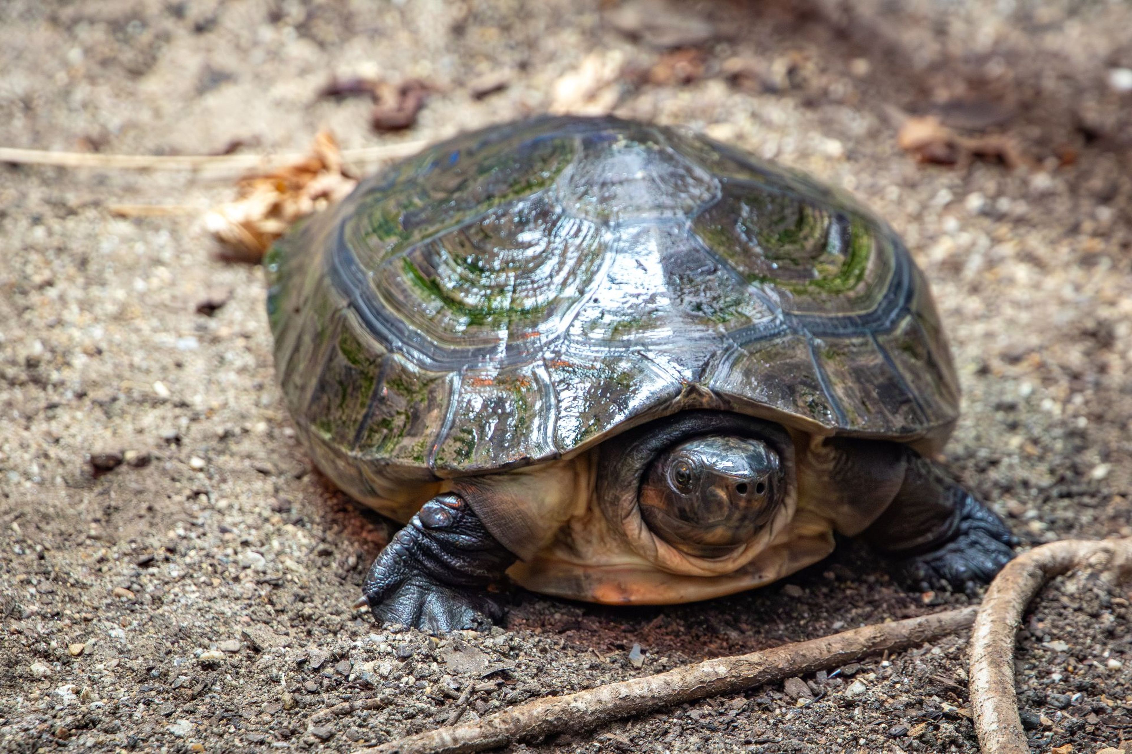 Malaysian giant pond turtle lying in the sand at Paignton Zoo in Devon, UK