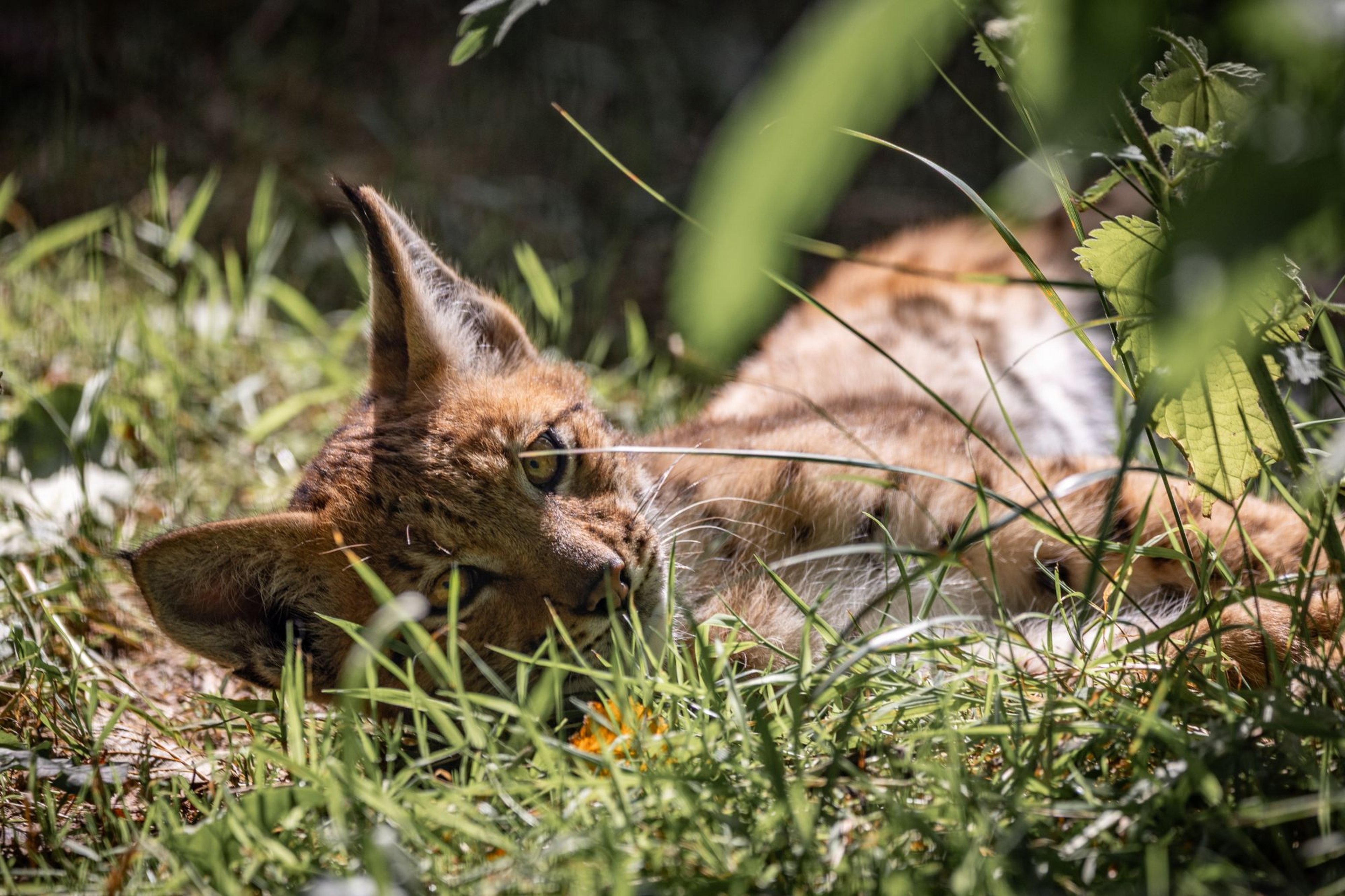 Lynx lying in lush green grass, partially shaded by leaves, gazing intently forward.