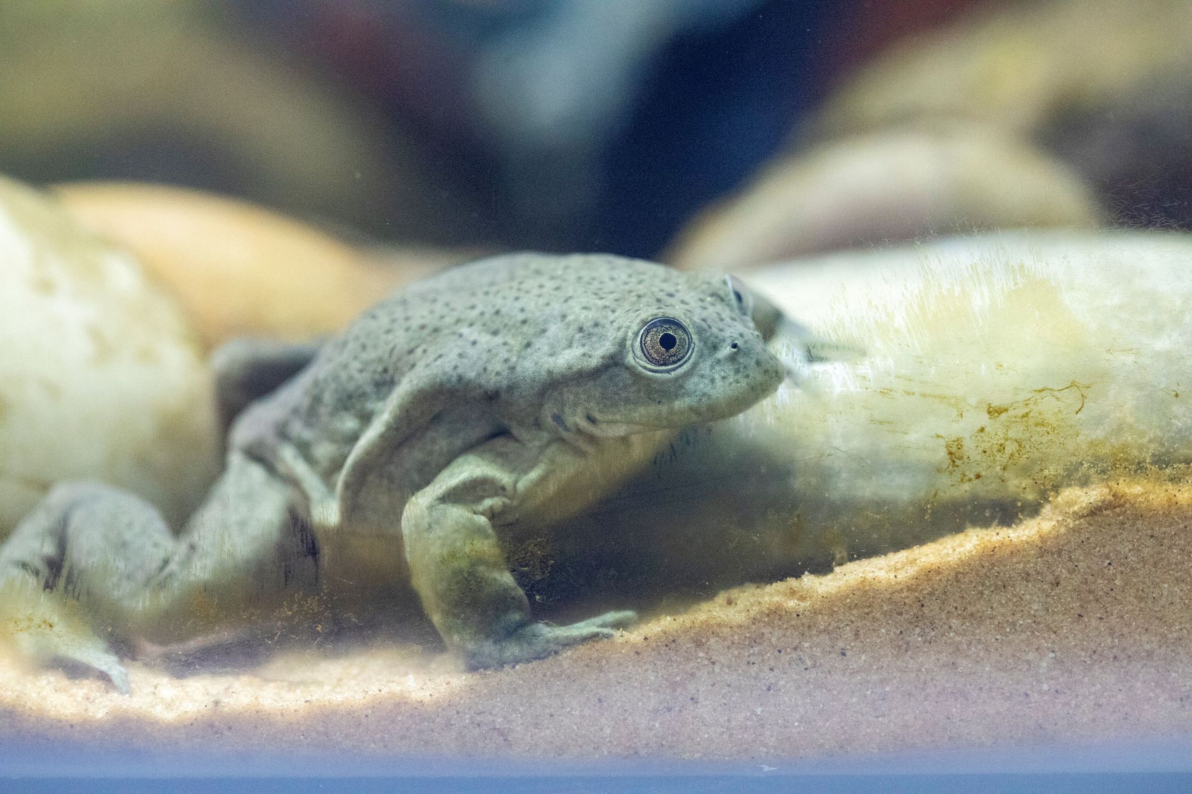 Lake Titicaca frog sitting underwater looking out at Paignton Zoo in Devon, UK