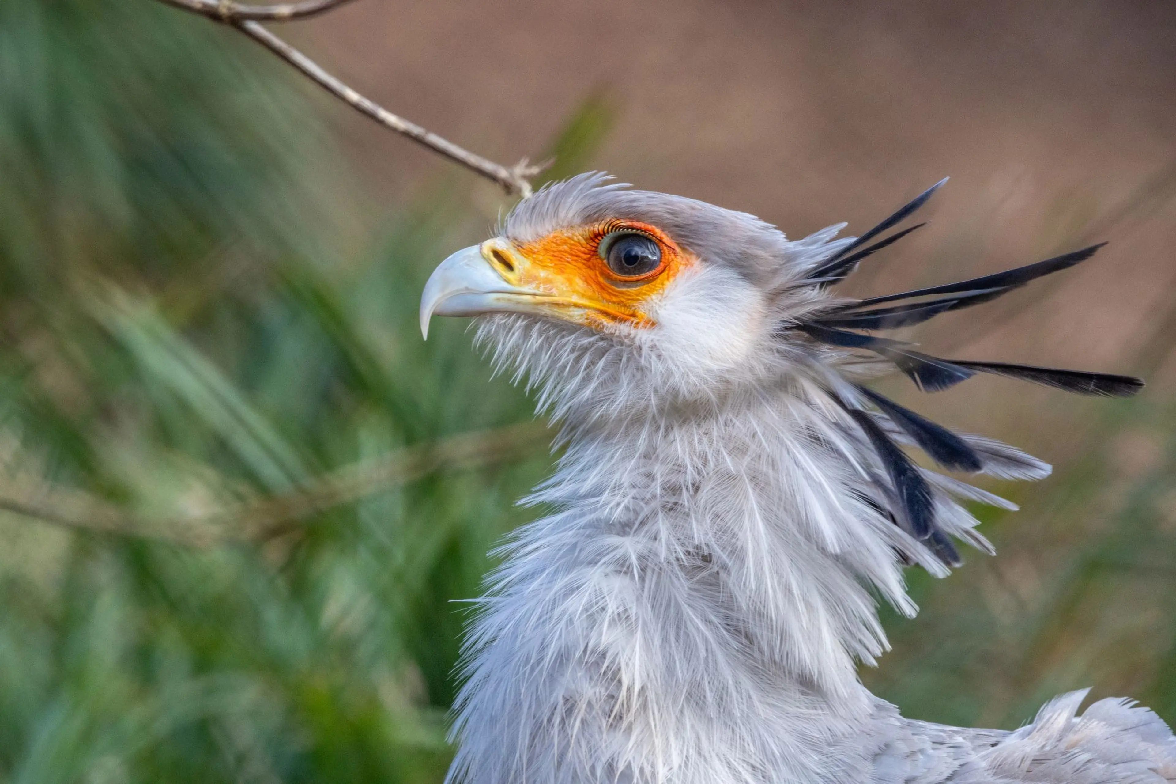 Close-up of a Secretary bird with striking orange facial patches, sharp beak, and distinctive black crest feathers against a natural blurred background at Paignton Zoo in Devon, UK