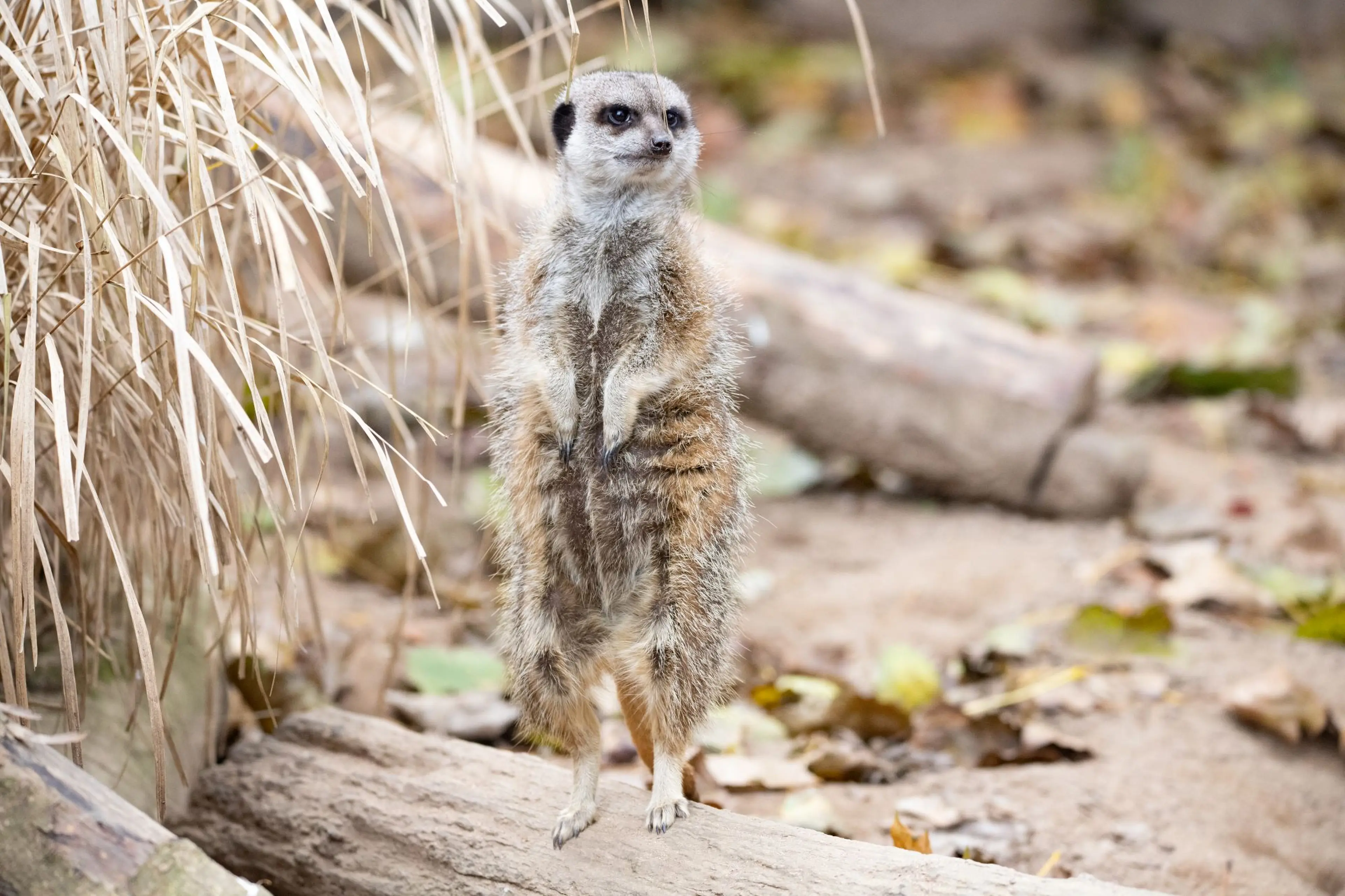 Meerkat standing upright on a log, surrounded by grass and fallen leaves in a natural habitat.