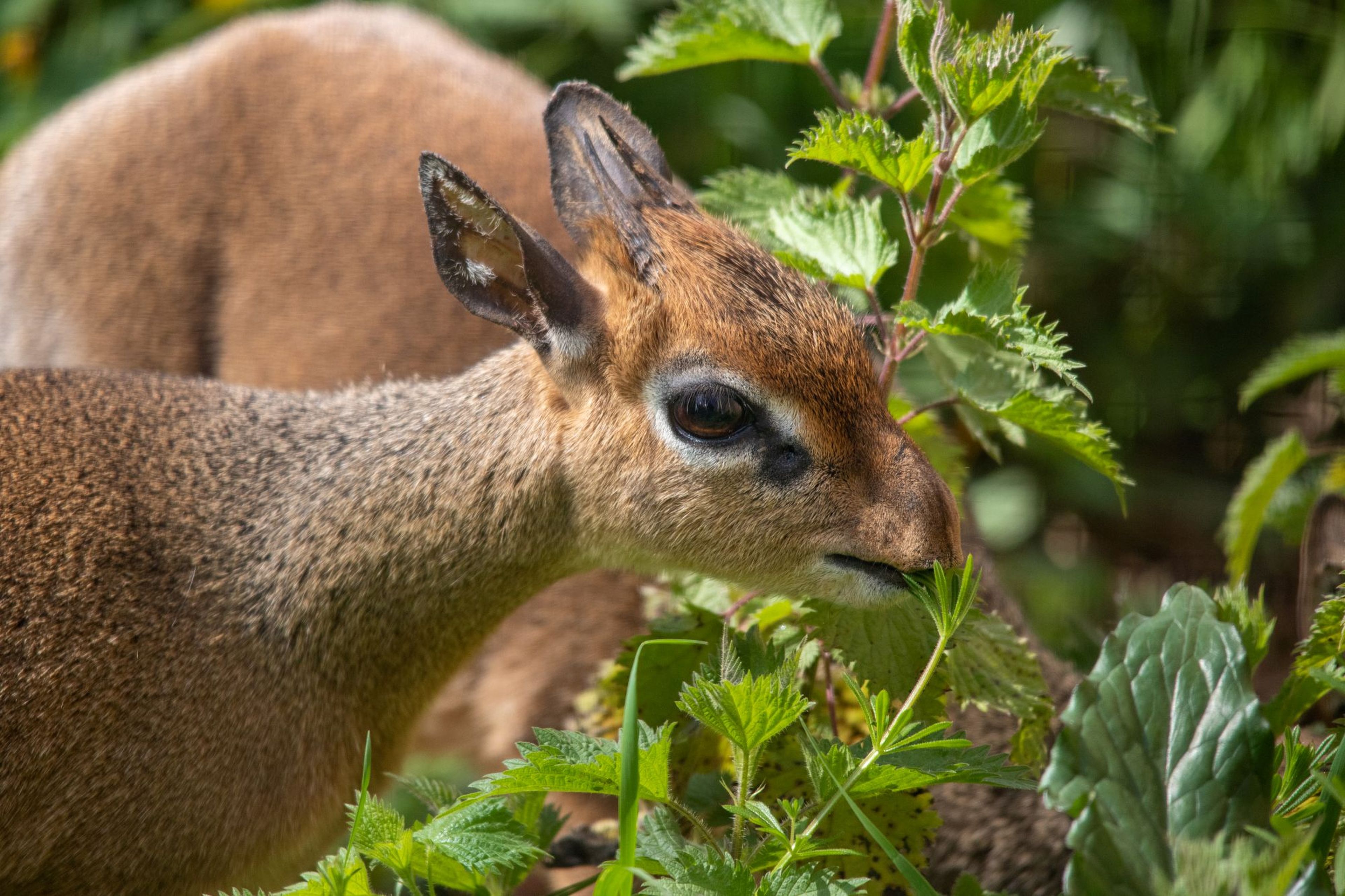 Kirk's dik-dik with brown fur and large eyes grazes on green leaves, surrounded by lush foliage.
