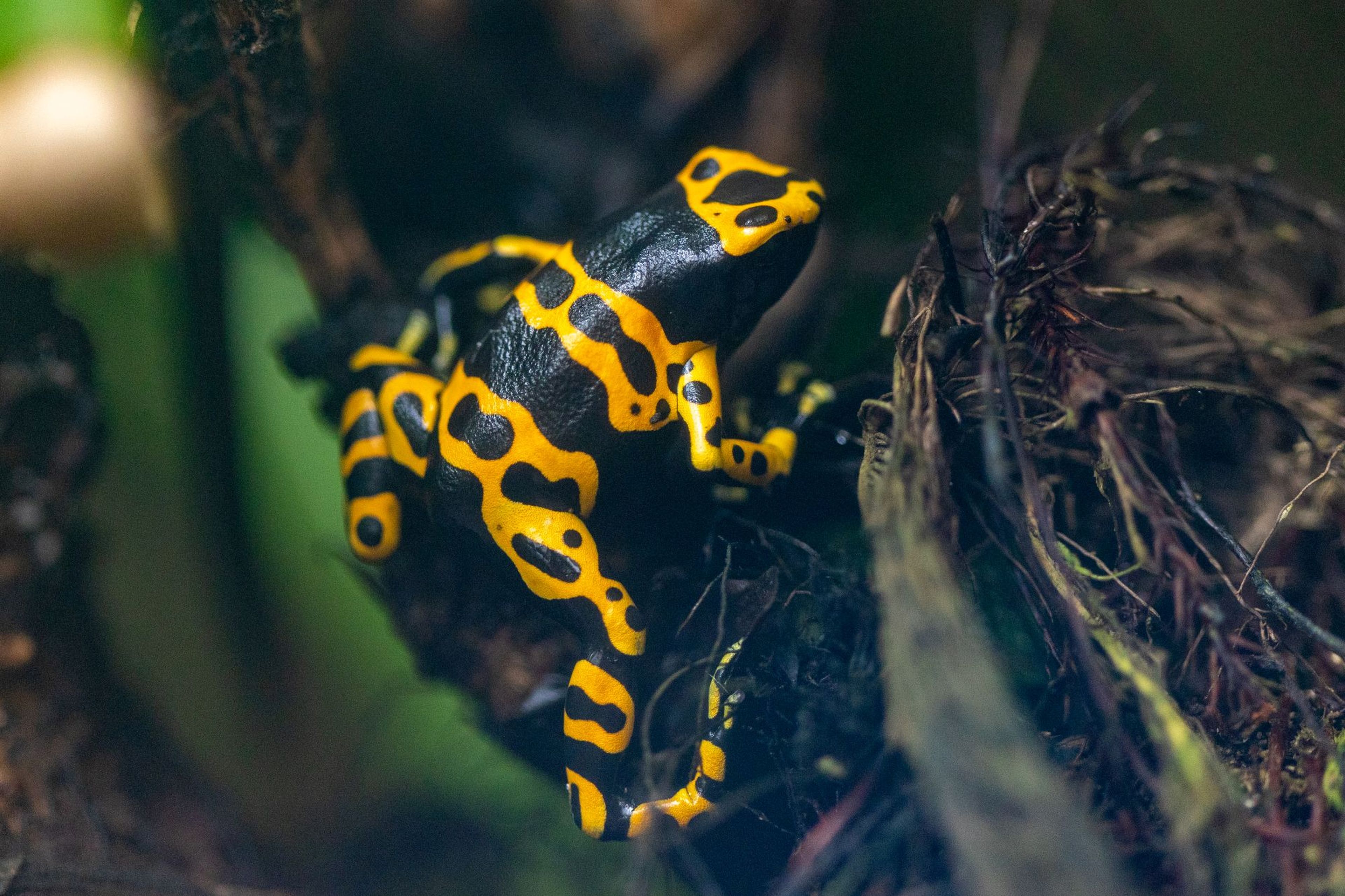 Yellow and black poison dart frog perched on a dark, textured surface in a natural, leafy environment. At Paignton Zoo in Devon, UK