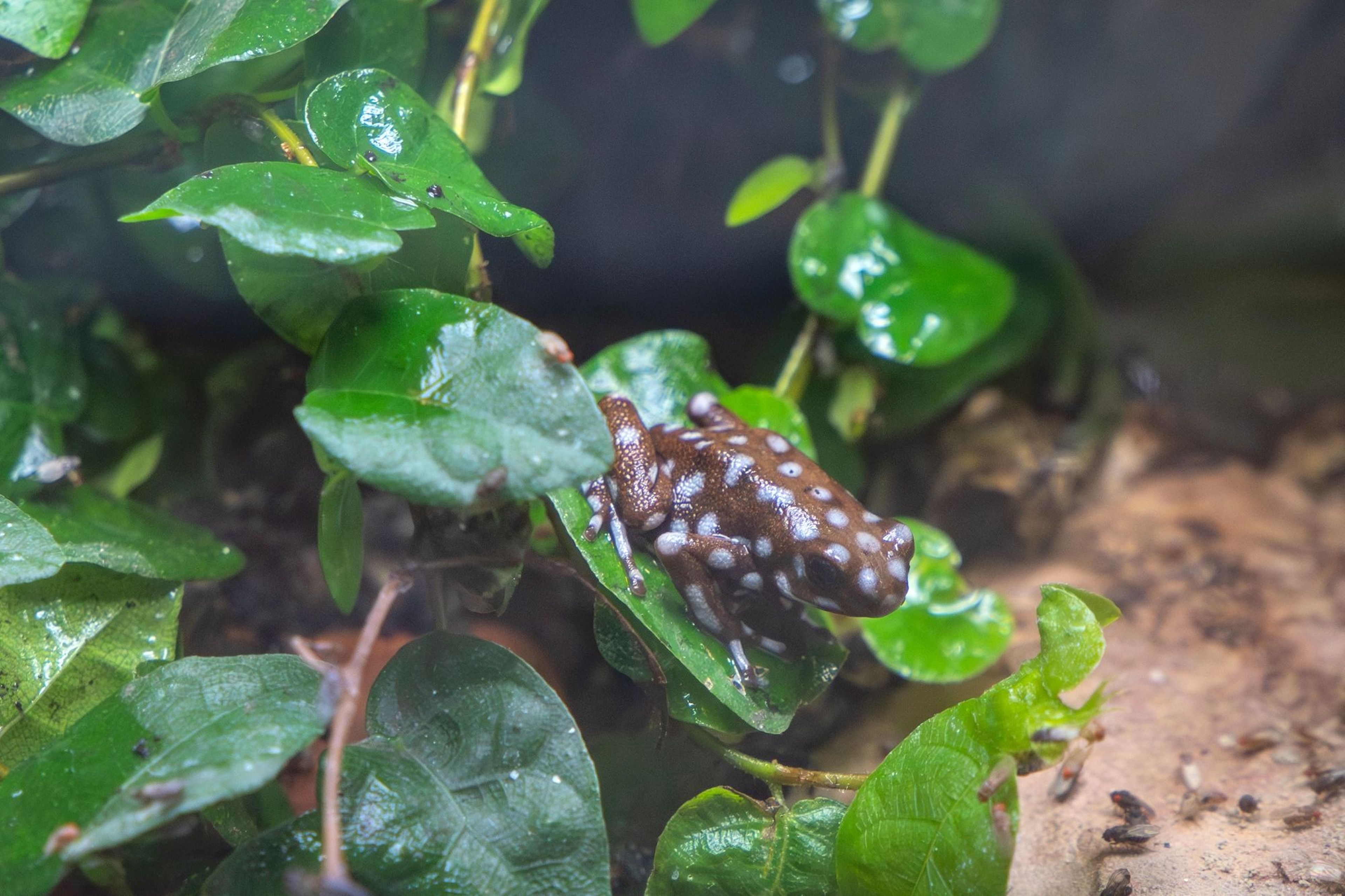 A small brown frog with white spots sits on glossy green leaves in a lush, damp environment.