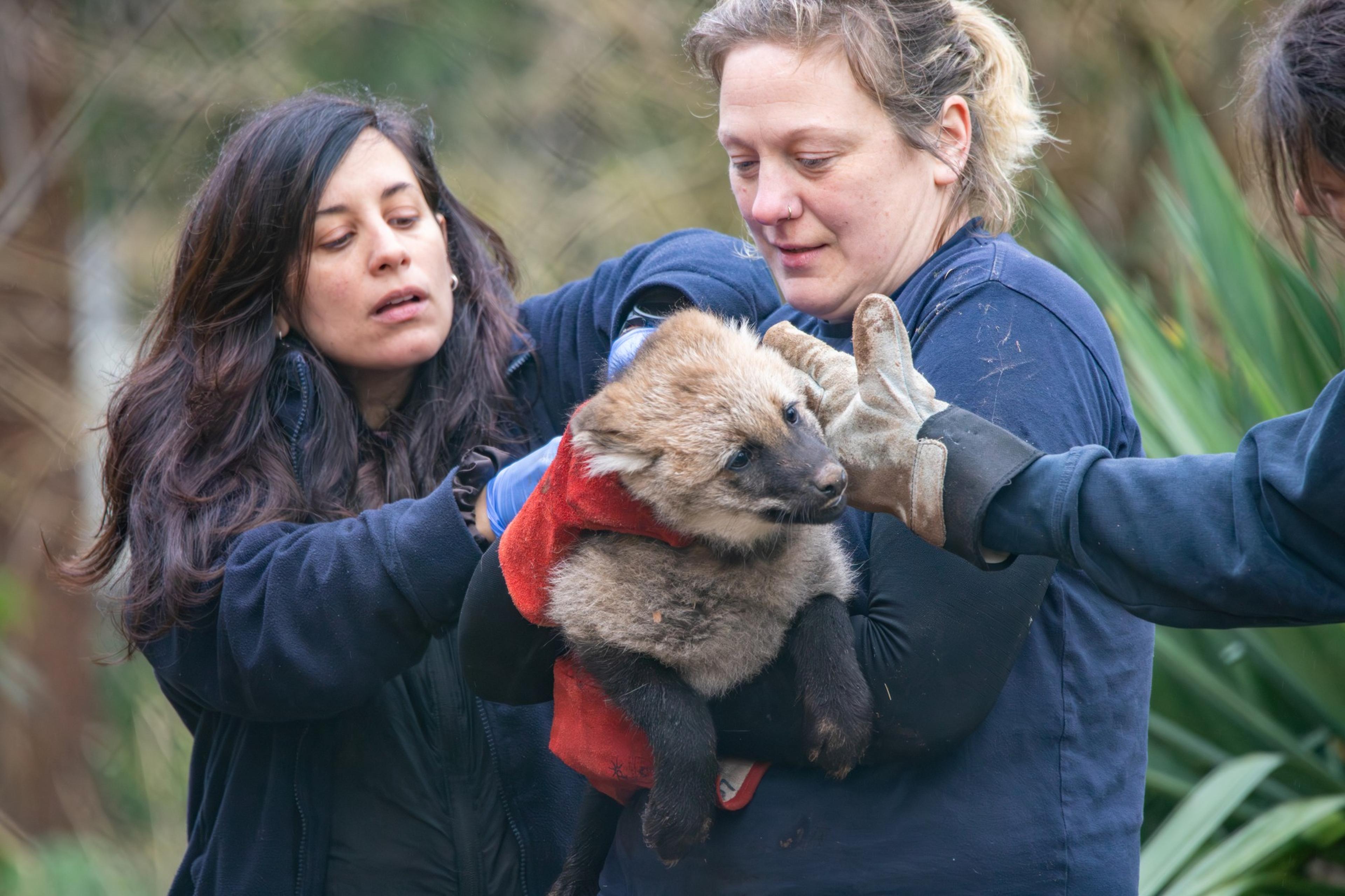 Vet and keeper at Paignton Zoo carrying out routine health checks for maned wolf pup