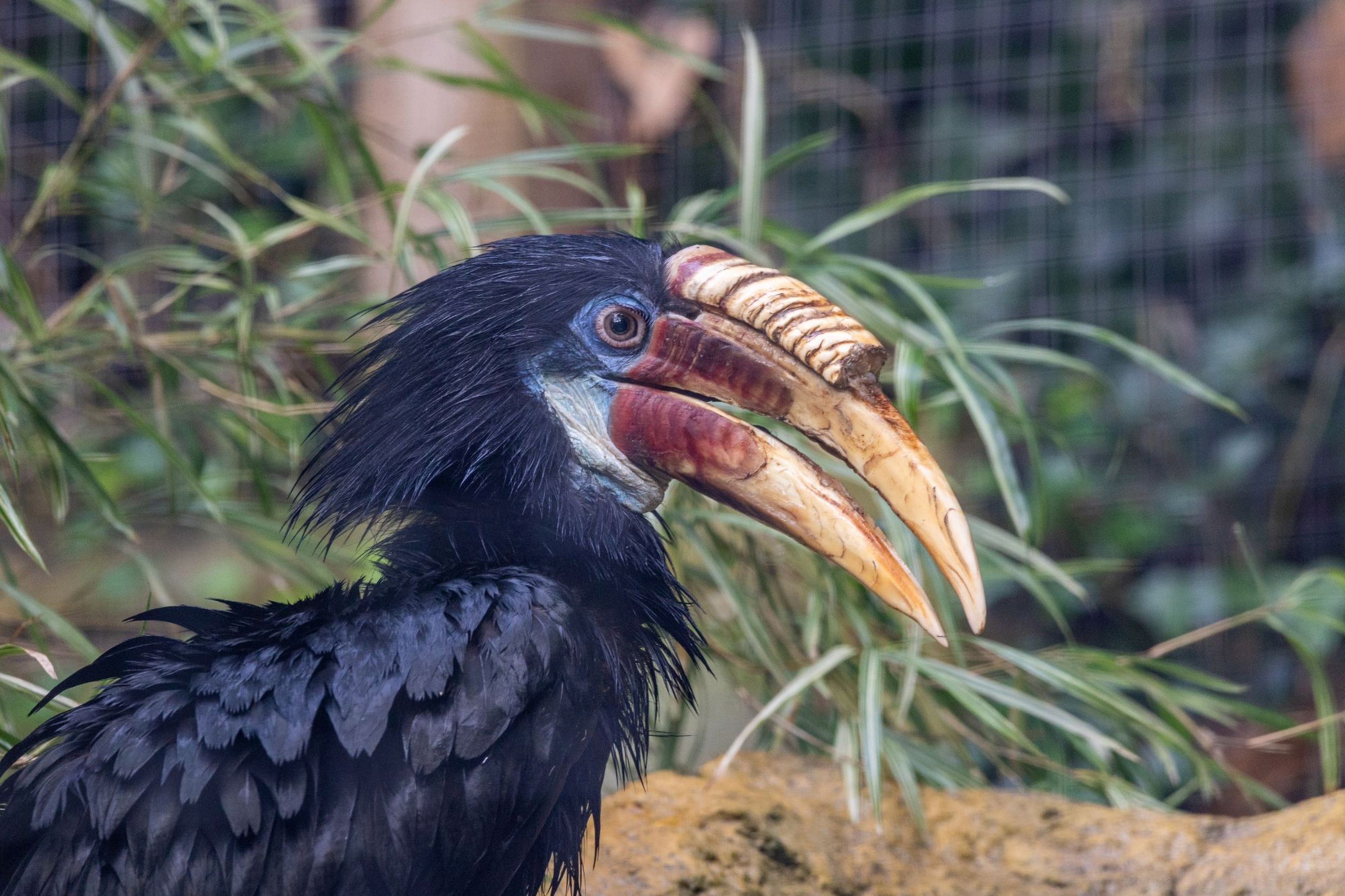 Close-up of a hornbill with a distinctively large, curved bill and black plumage, set against a background of green foliage and branches.