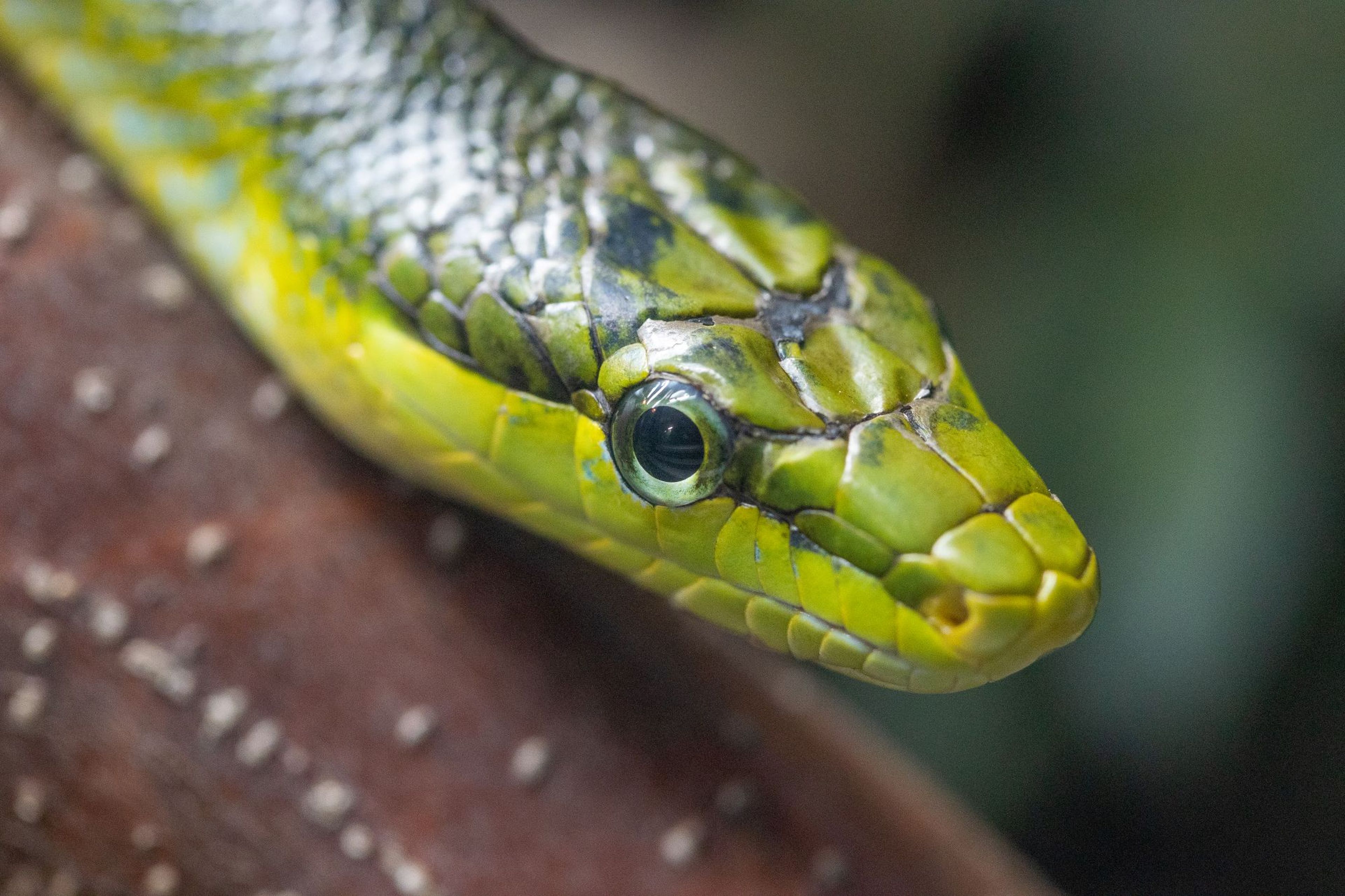 Close-up of a green and yellow snake with detailed scales and a focused eye, resting on a textured brown surface.
