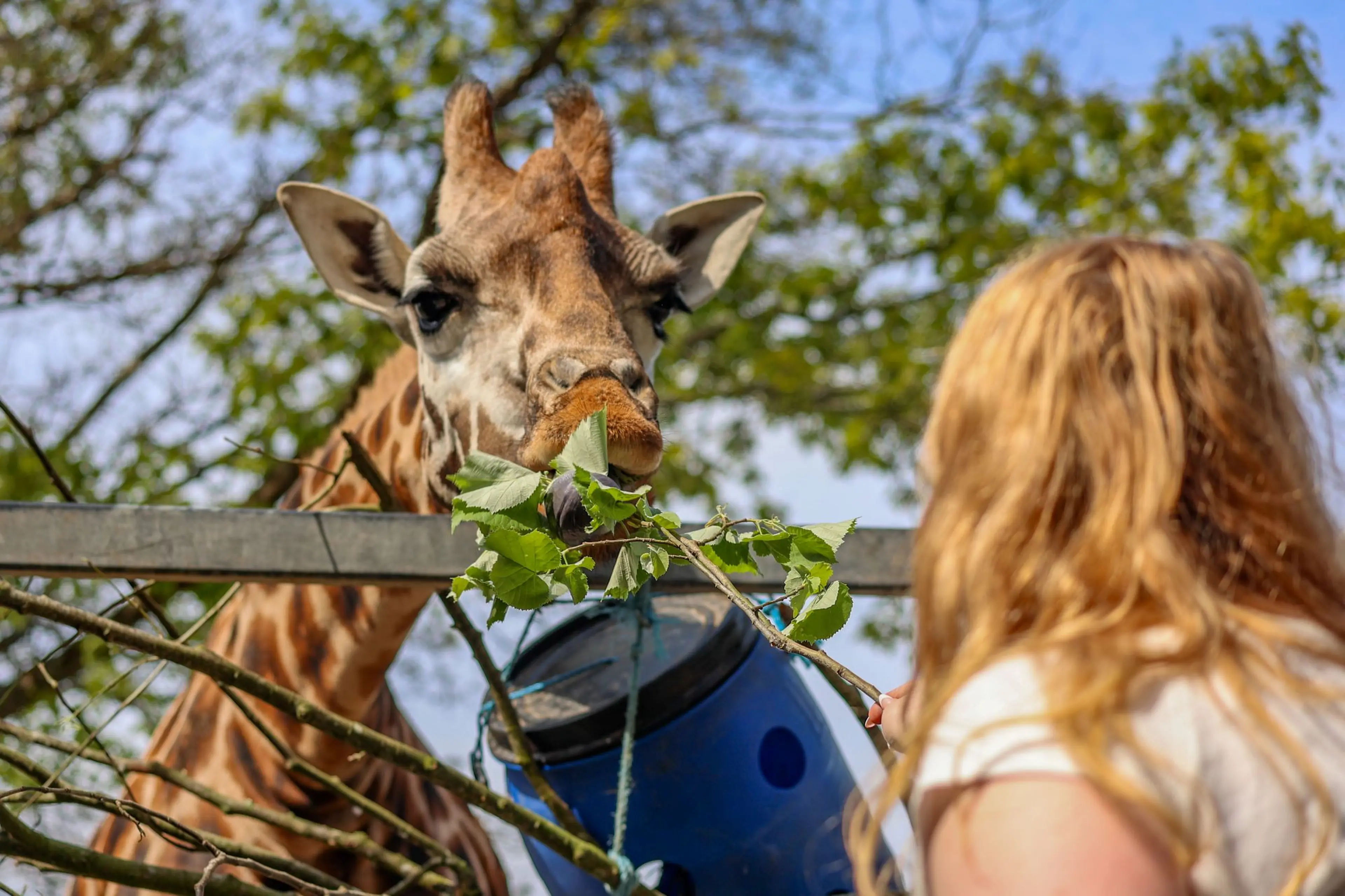 A giraffe eating leaves from a blue bucket while a person with long hair feeds it through a fence on a sunny day.