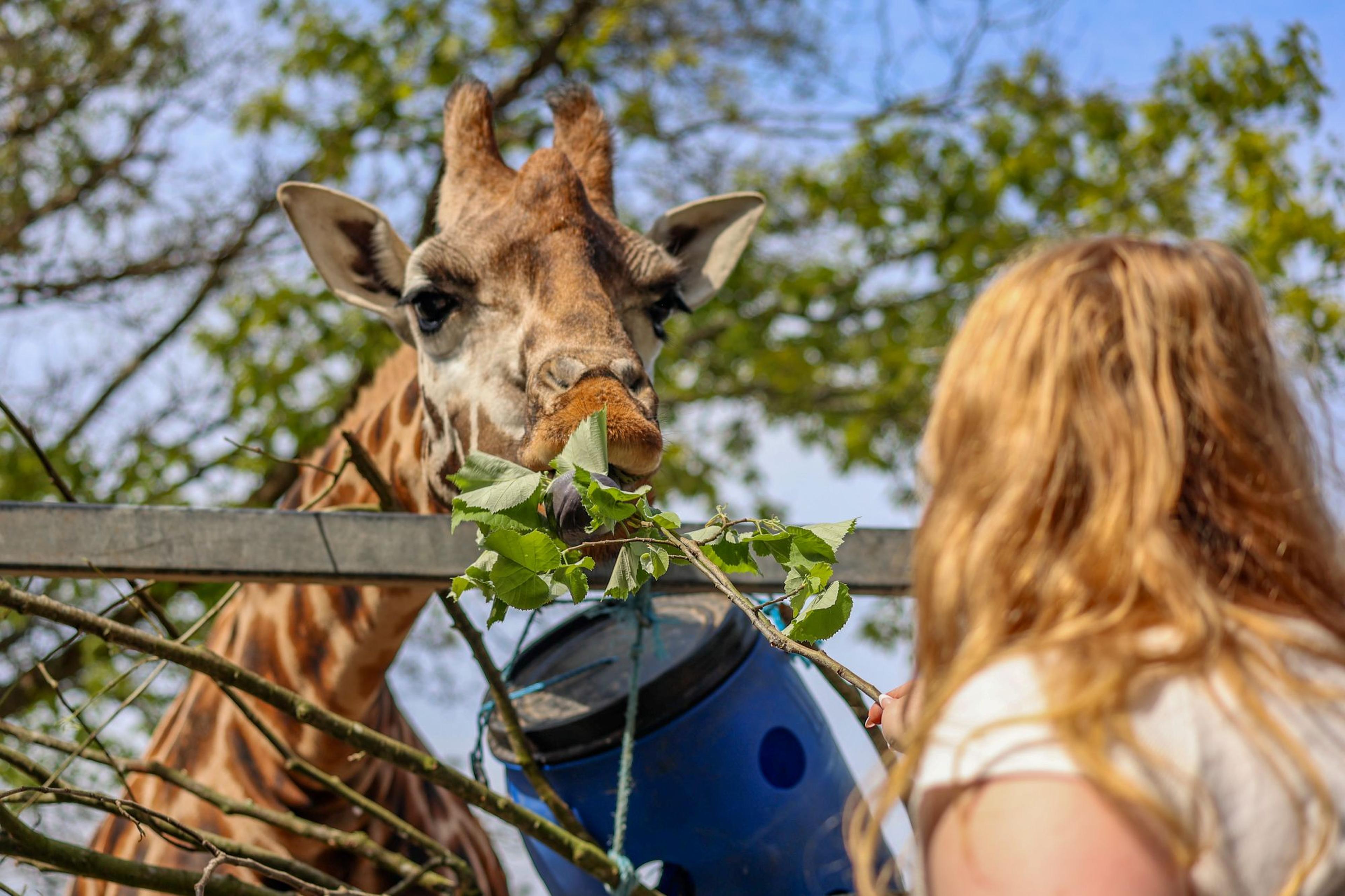 A giraffe eating leaves from a blue bucket while a person with long hair feeds it through a fence on a sunny day.