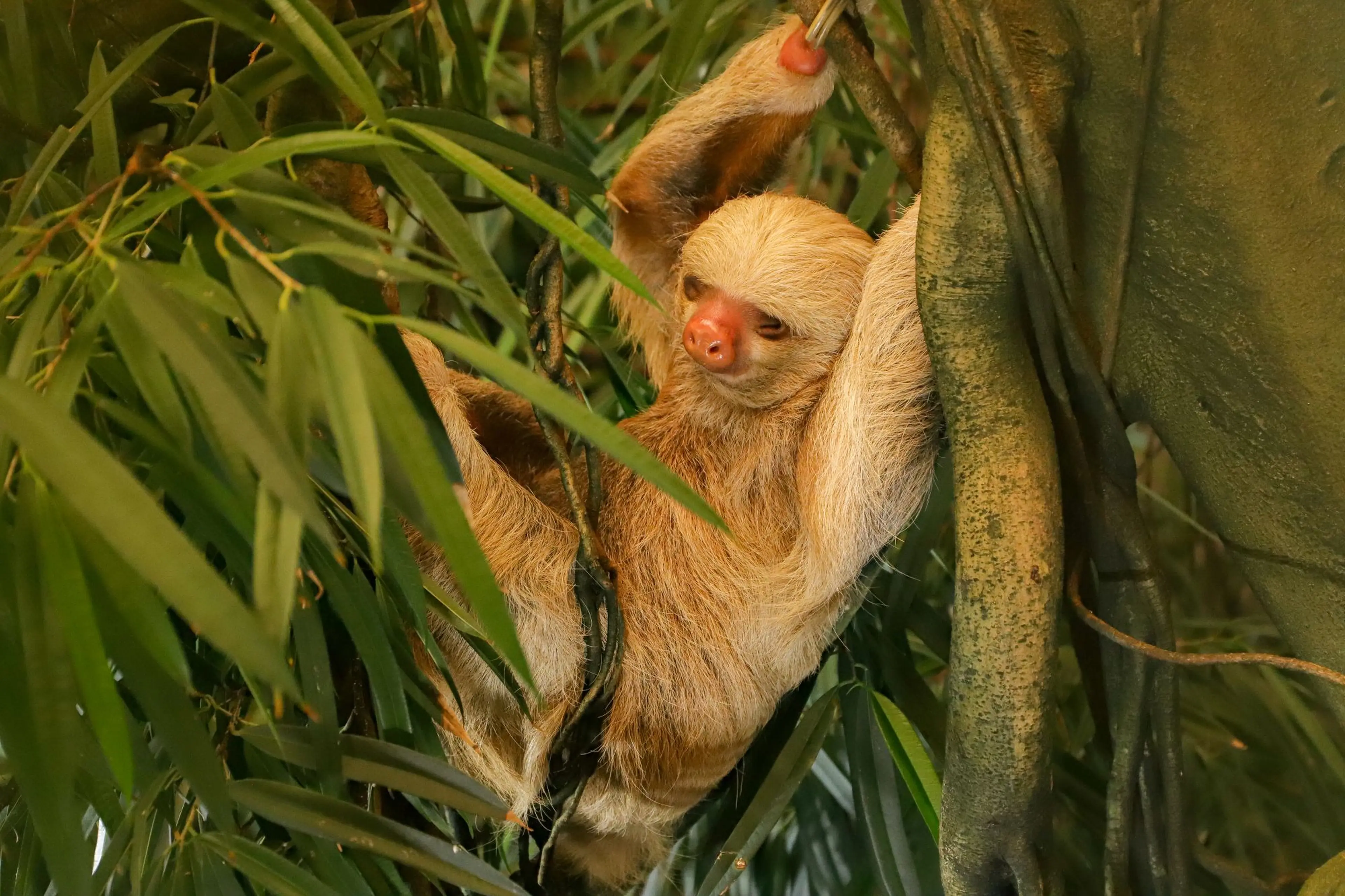A sloth hangs from a tree branch in a jungle environment, surrounded by lush green leaves.