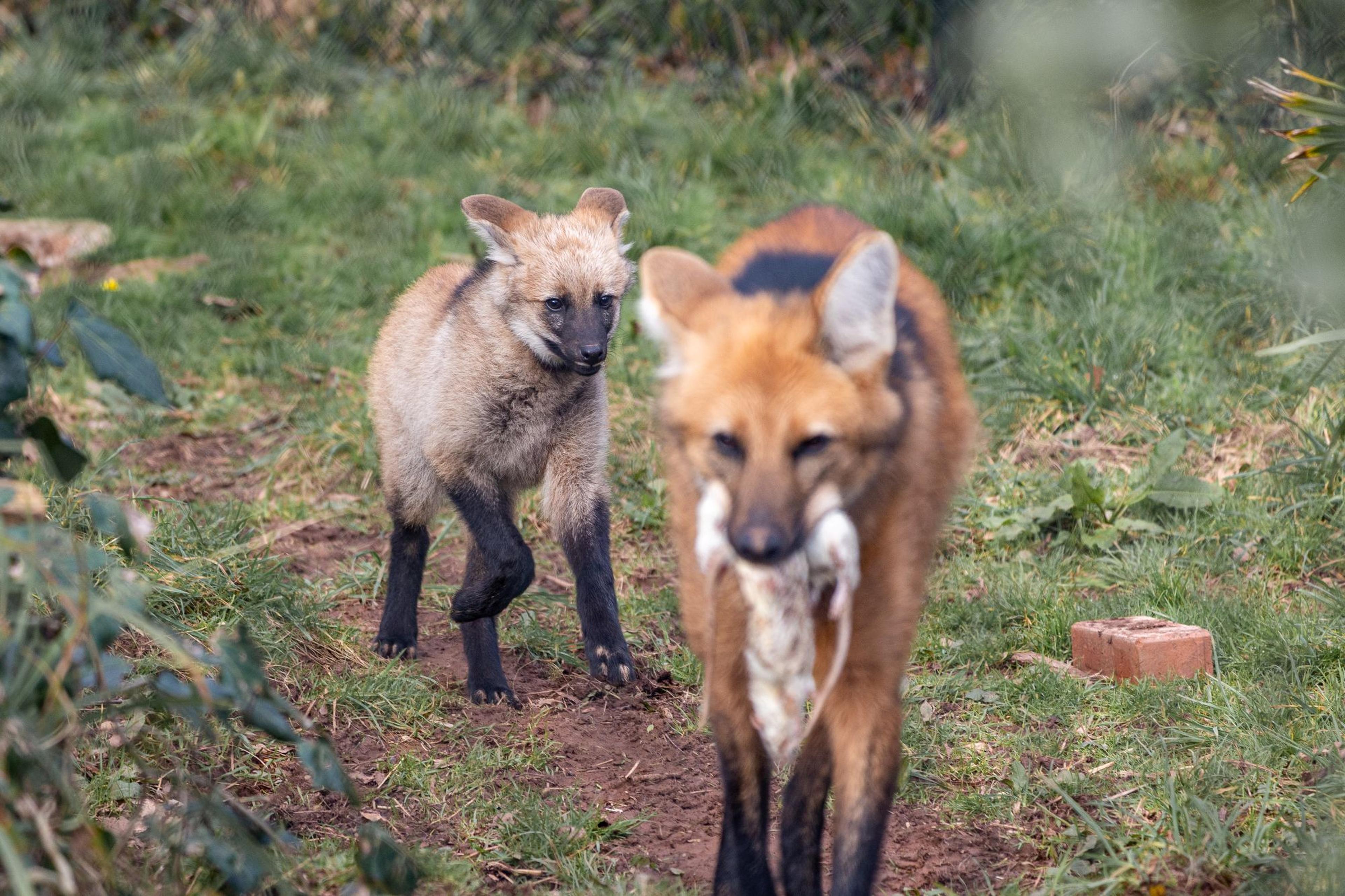 A young maned wolf pup follows behind its father at Paignton Zoo where it was born as part of an international breeding programme for conservation