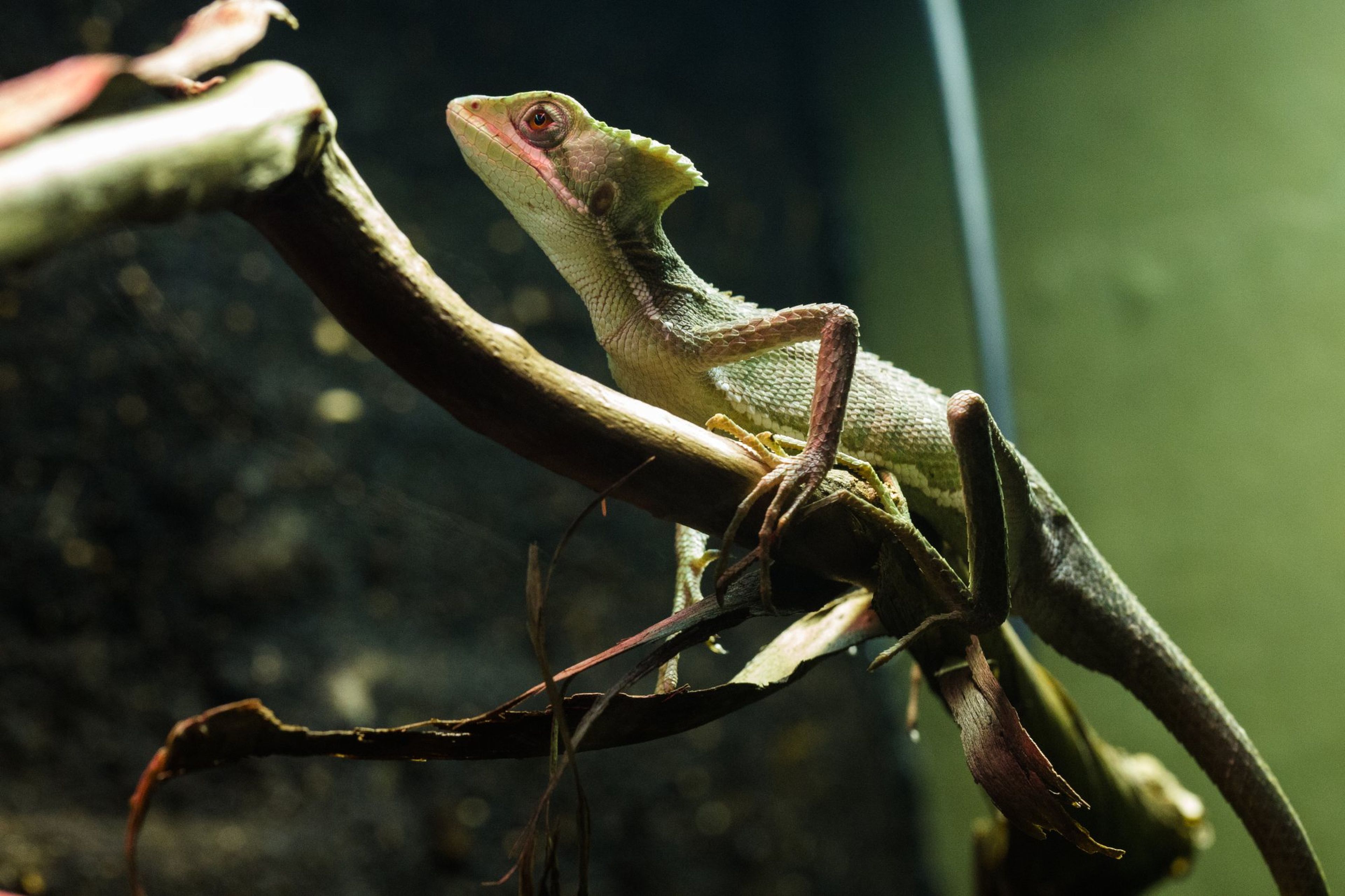 Lizard perched on a branch in a terrarium, showcasing its textured skin and extended limbs against a dimly lit background.