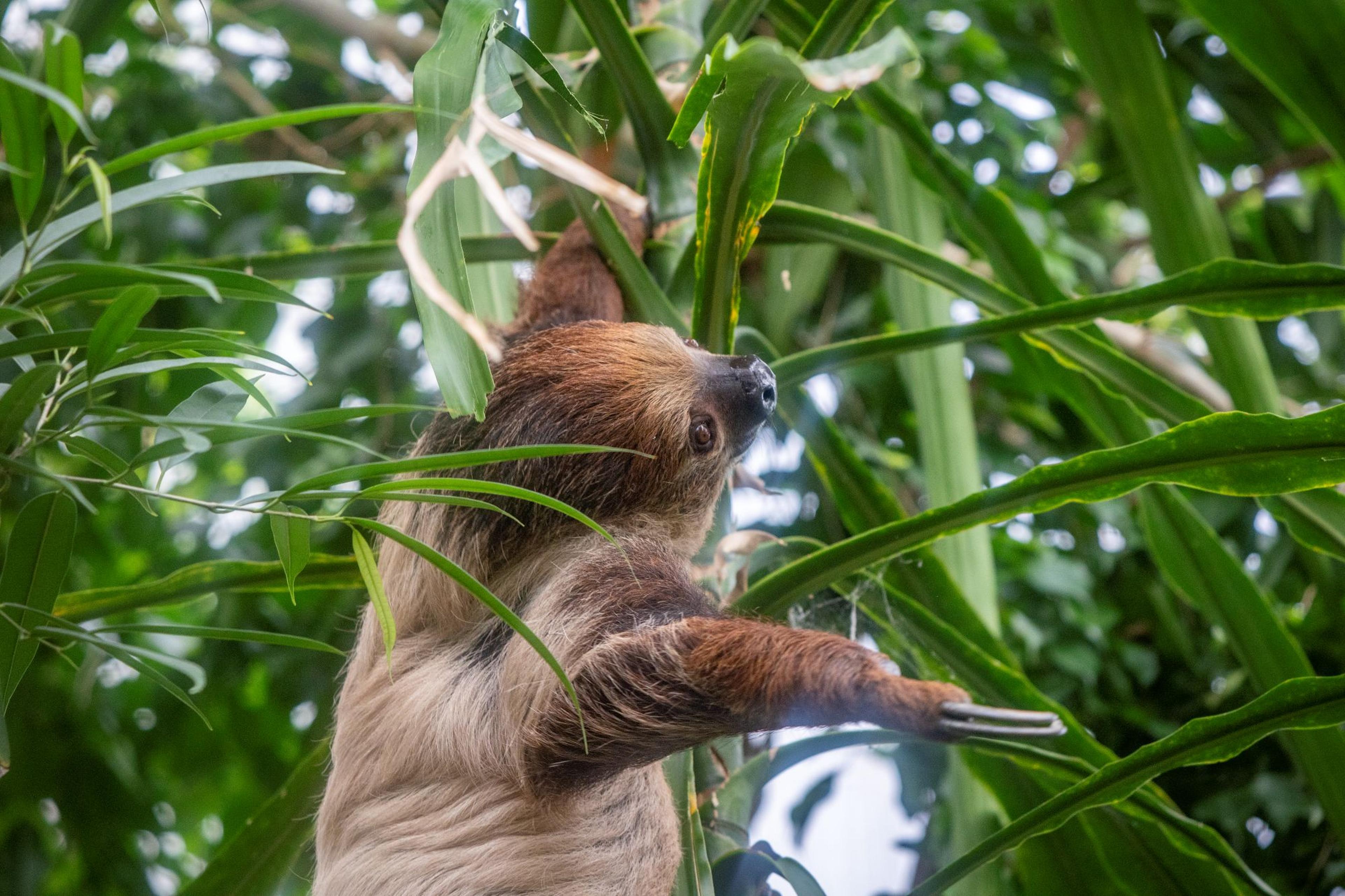 Female Linne's two-toed sloth Ria climbing a banana tree in Paignton Zoo's Tropical Trails with arm and claws extended