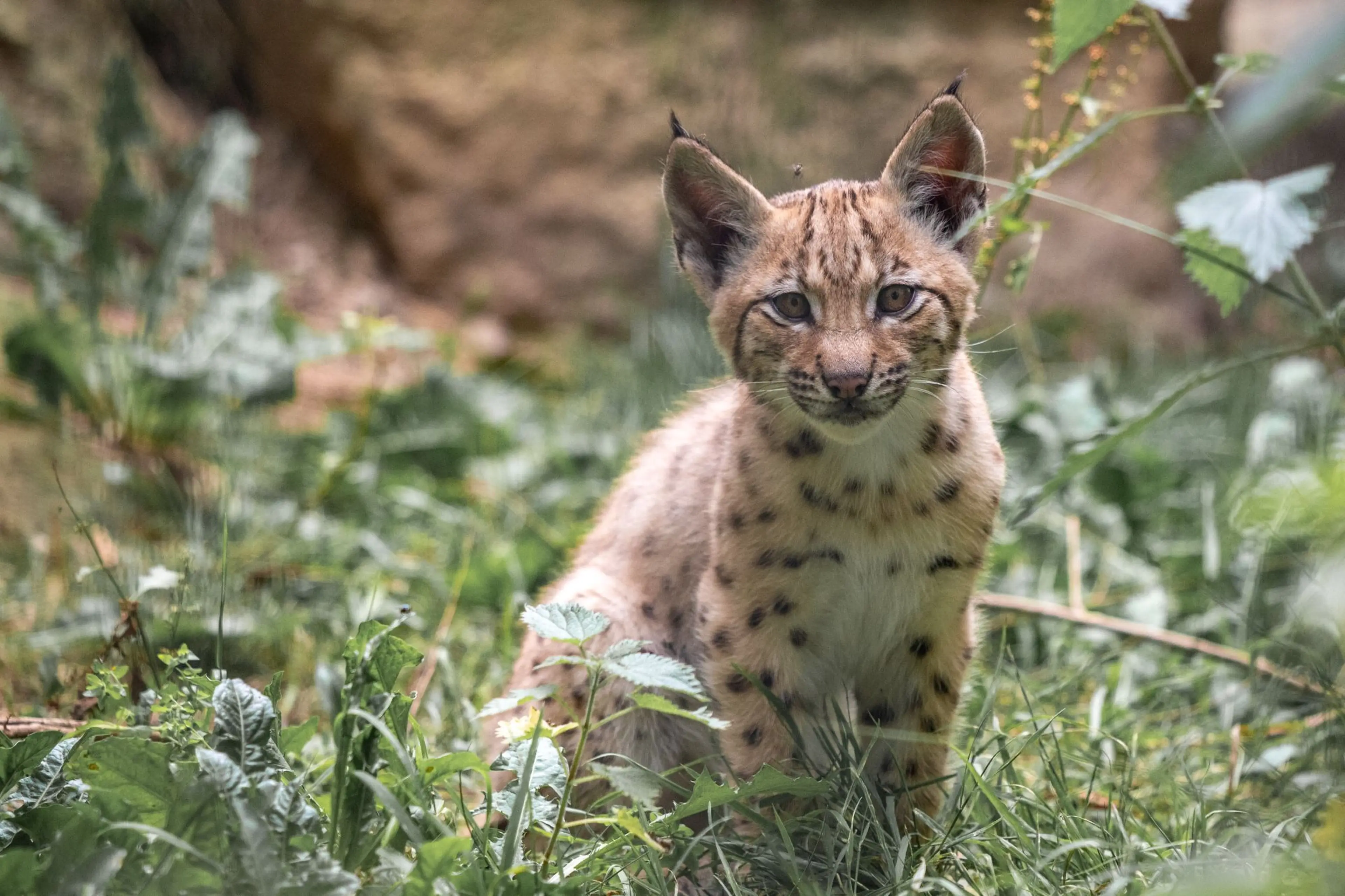 Young lynx with spotted fur sits on green grass, surrounded by leafy plants, looking curiously at the viewer.