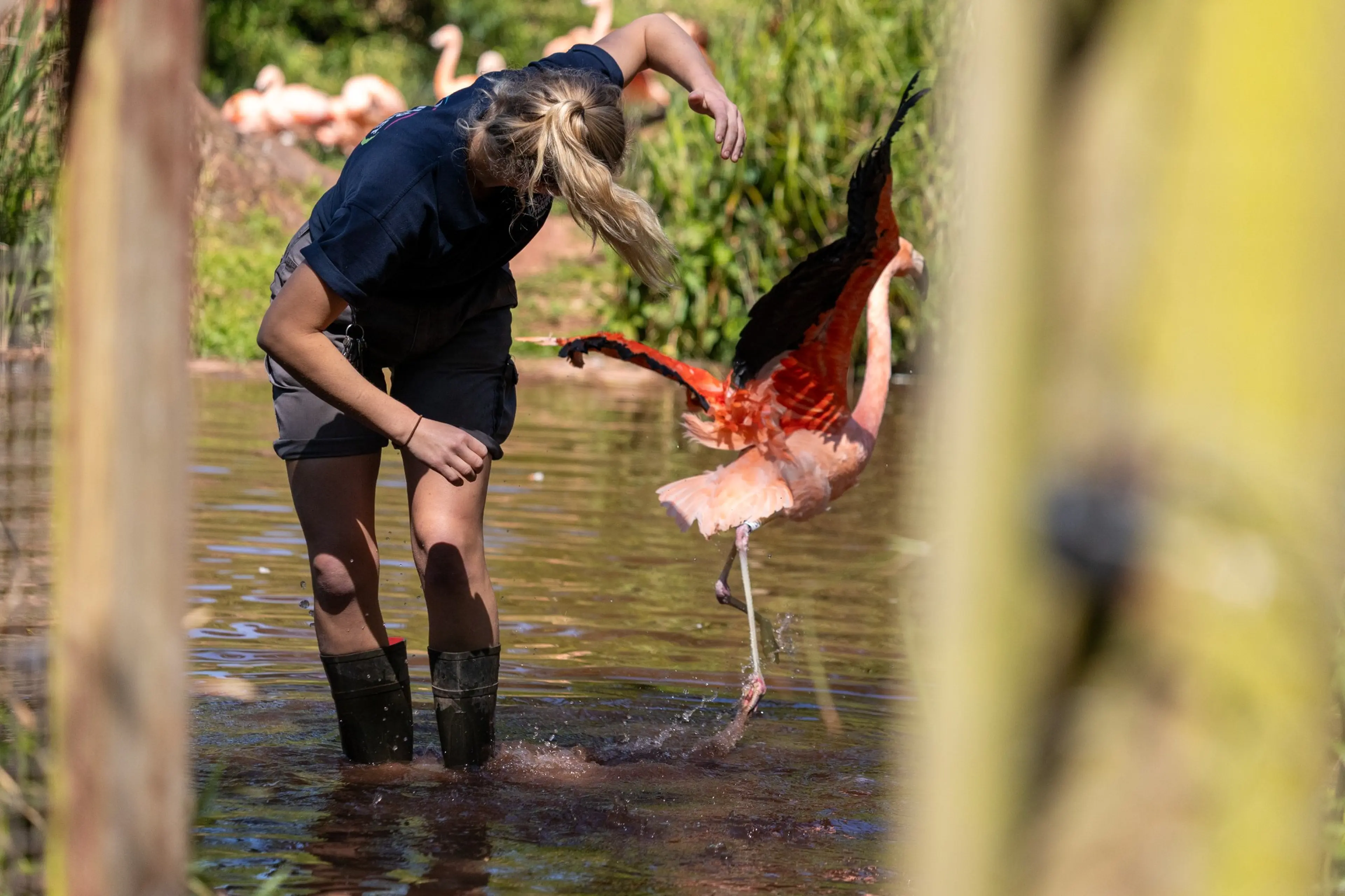 Zoo keeper at Paignton Zoo releases Chilean flamingo back on to the lagoon