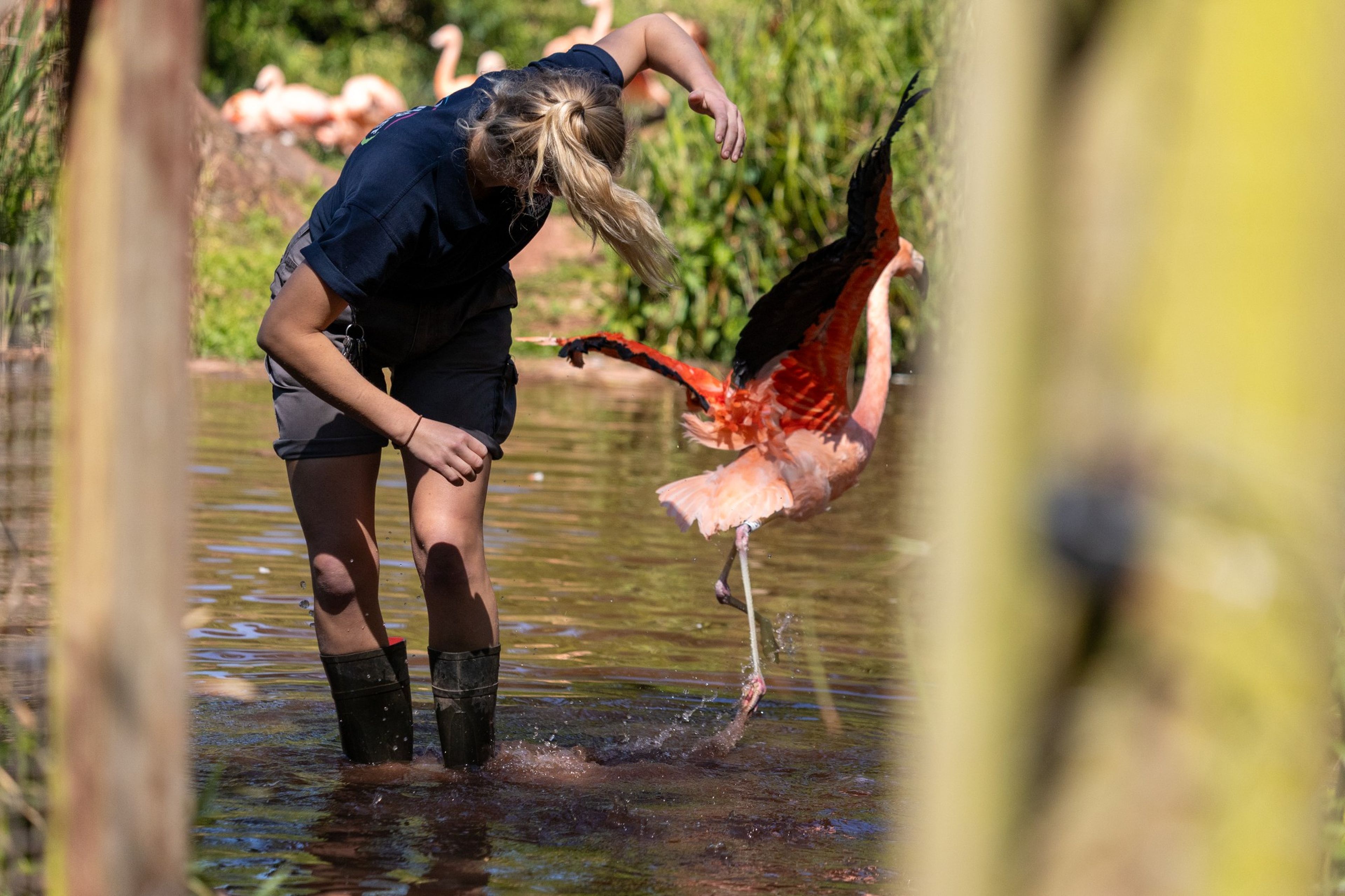 Zoo keeper at Paignton Zoo releases Chilean flamingo back on to the lagoon