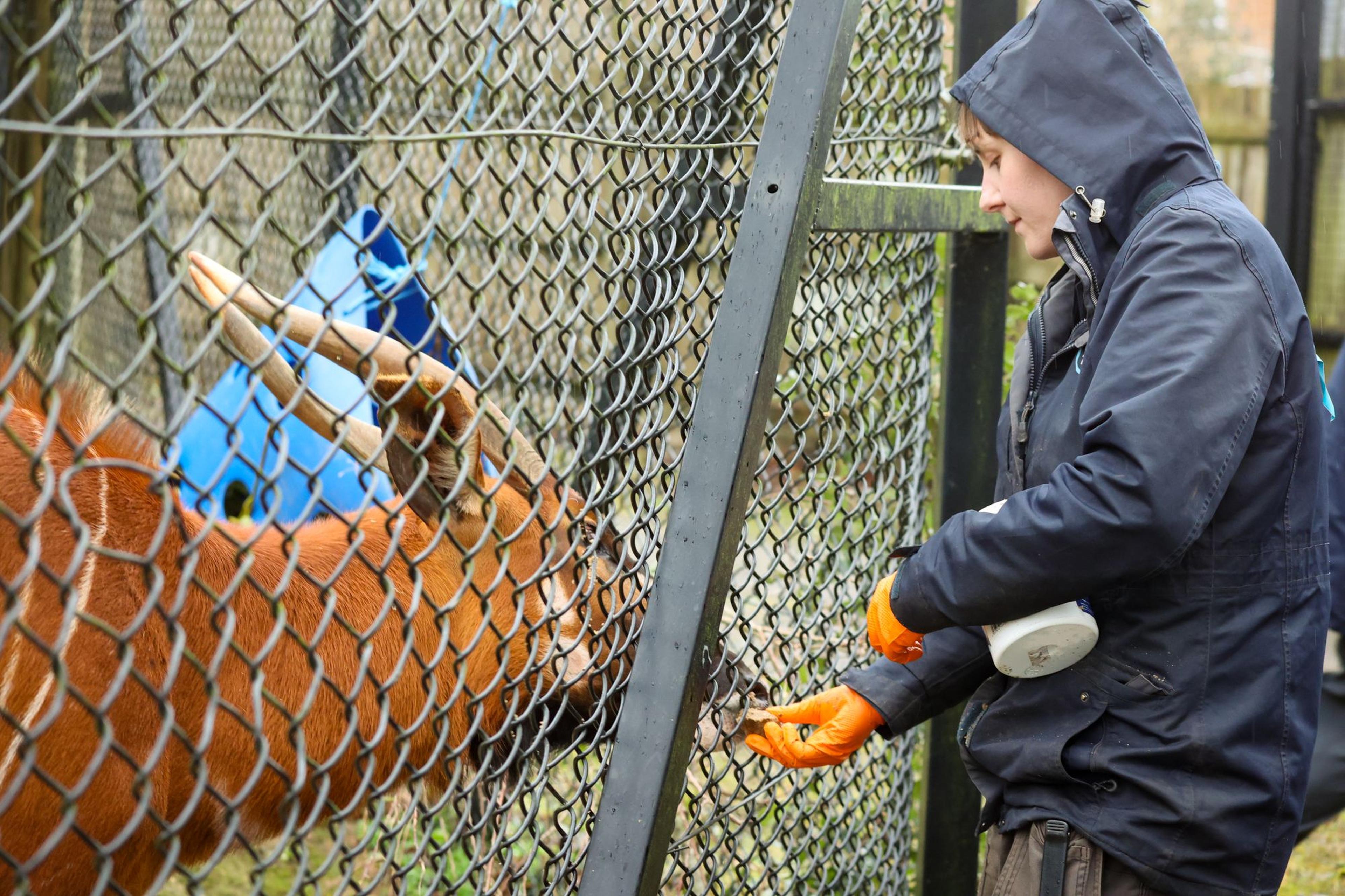 Keeper at Paignton Zoo feeding eastern mountain bongo through fence