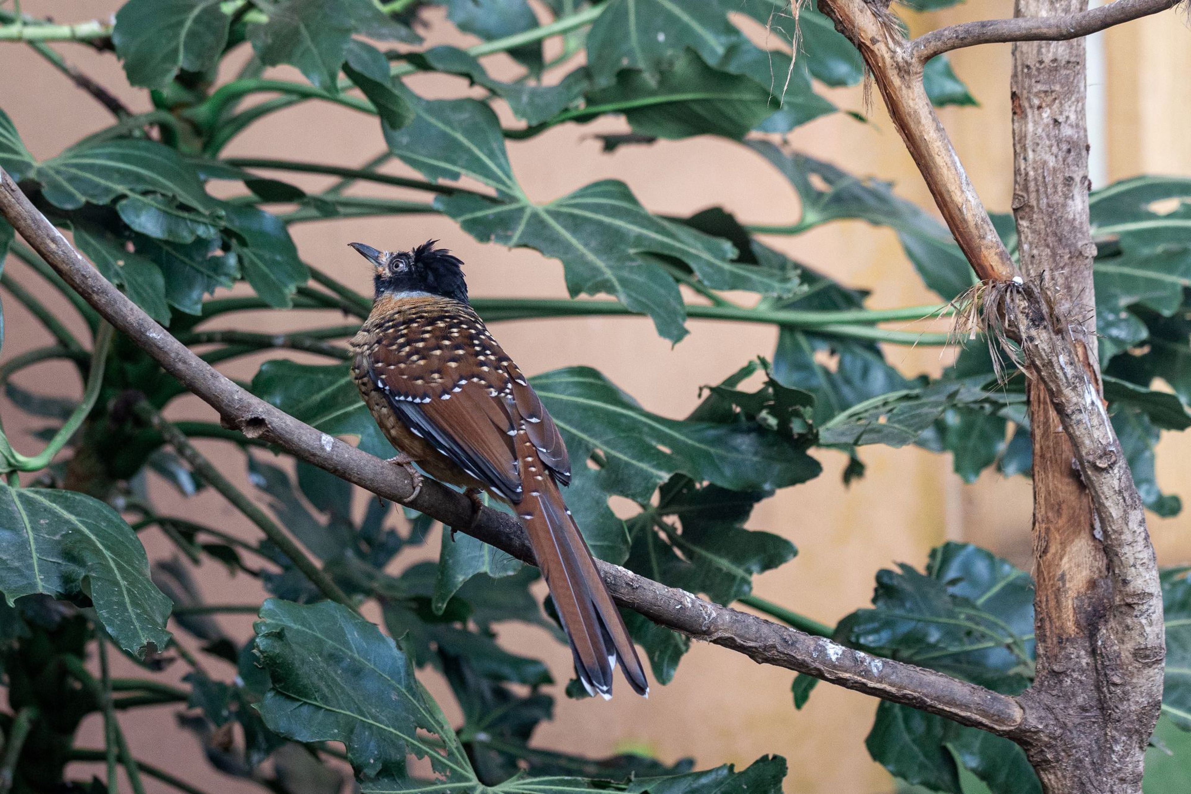 Bird with brown and white-spotted plumage and a tufted crest perched on a branch amid green leaves.