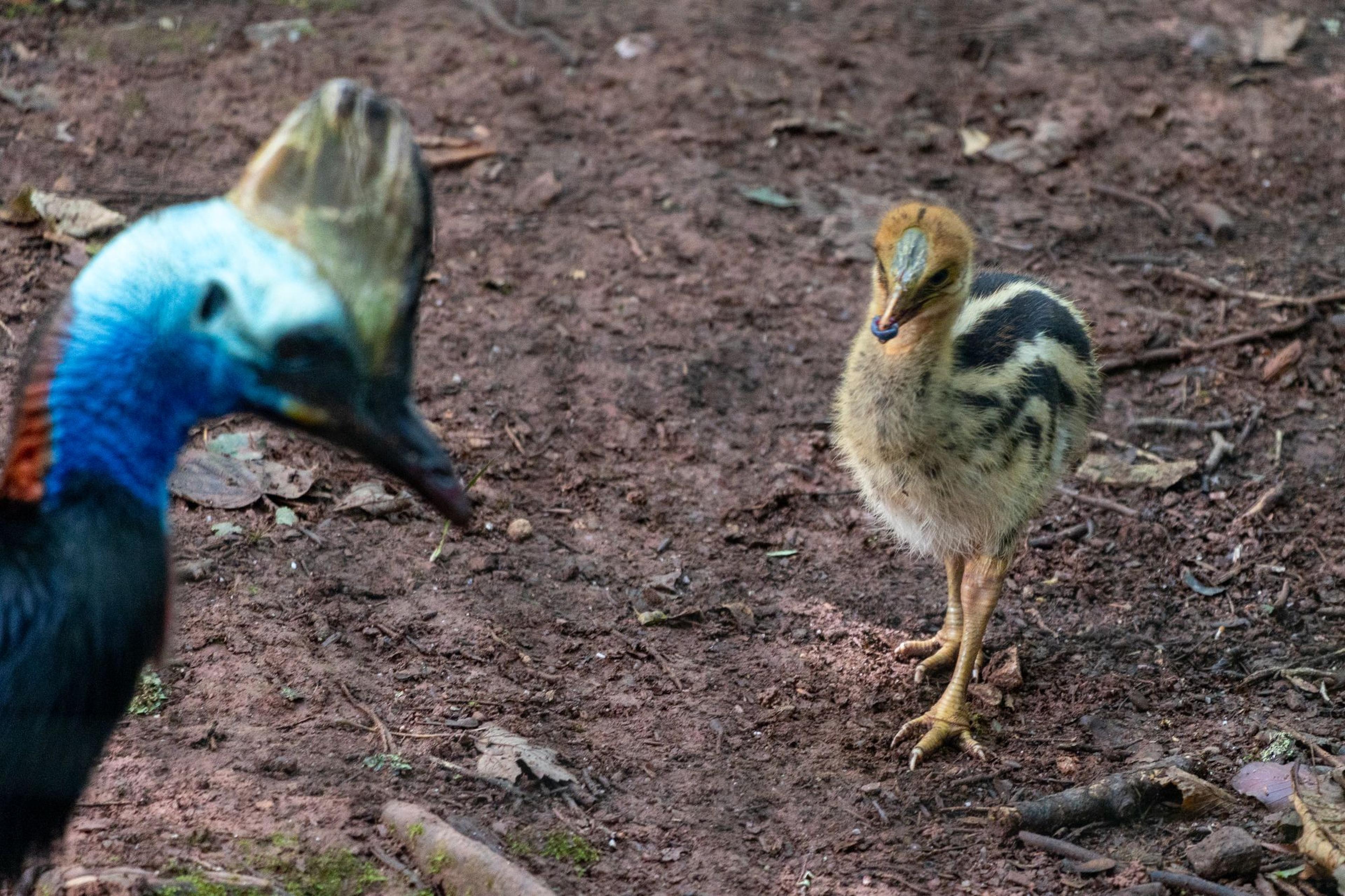A cassowary chick born at Paignton Zoo holding a blueberry in its beak looking up at his father