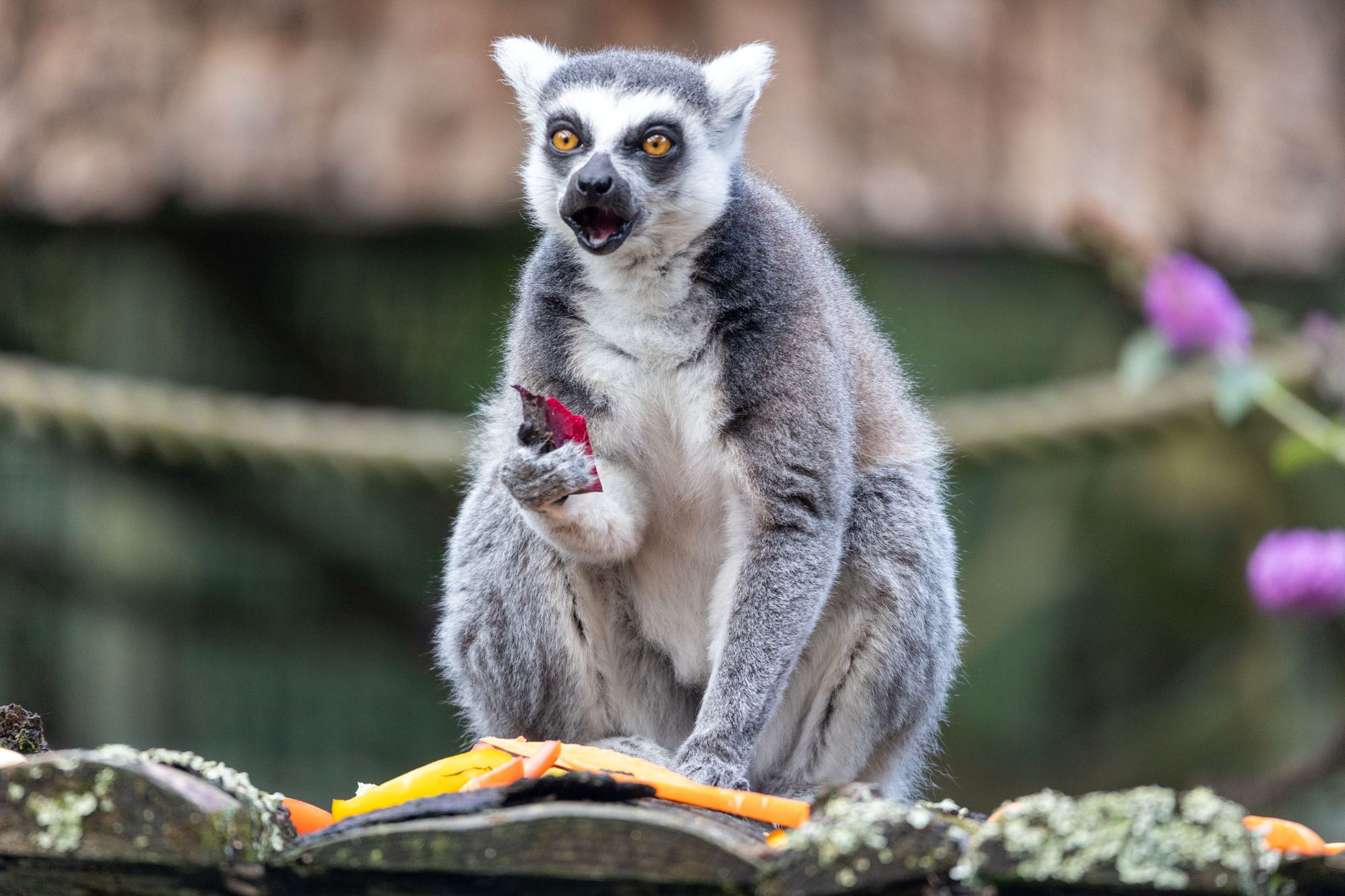 Ring-tailed lemur holding a piece of fruit while sitting on a ledge, with a blurred green background and purple flowers in the distance.