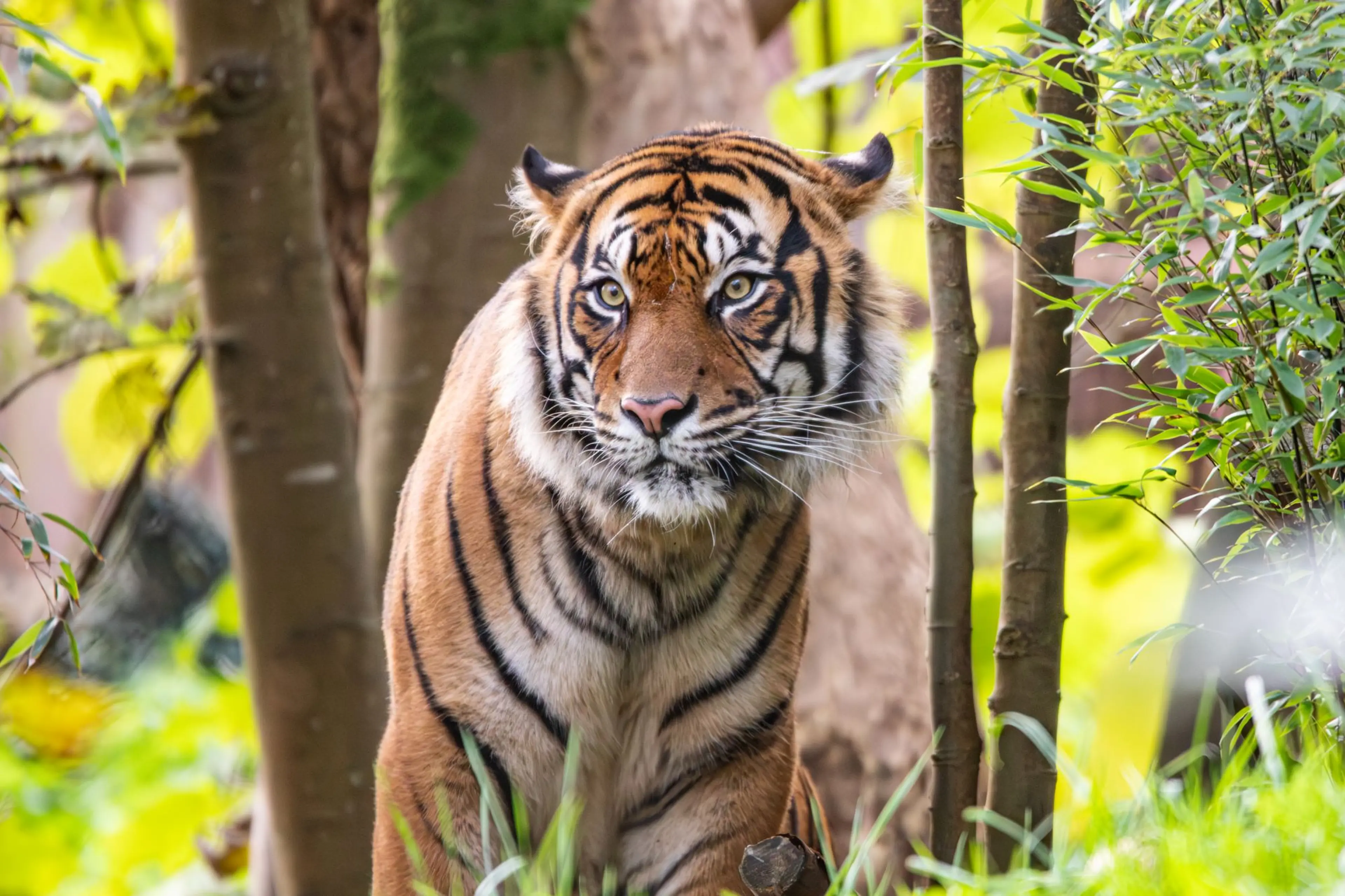 Tiger standing amidst dense greenery, with sharp eyes and distinct orange-black stripes, surrounded by trees and lush foliage.