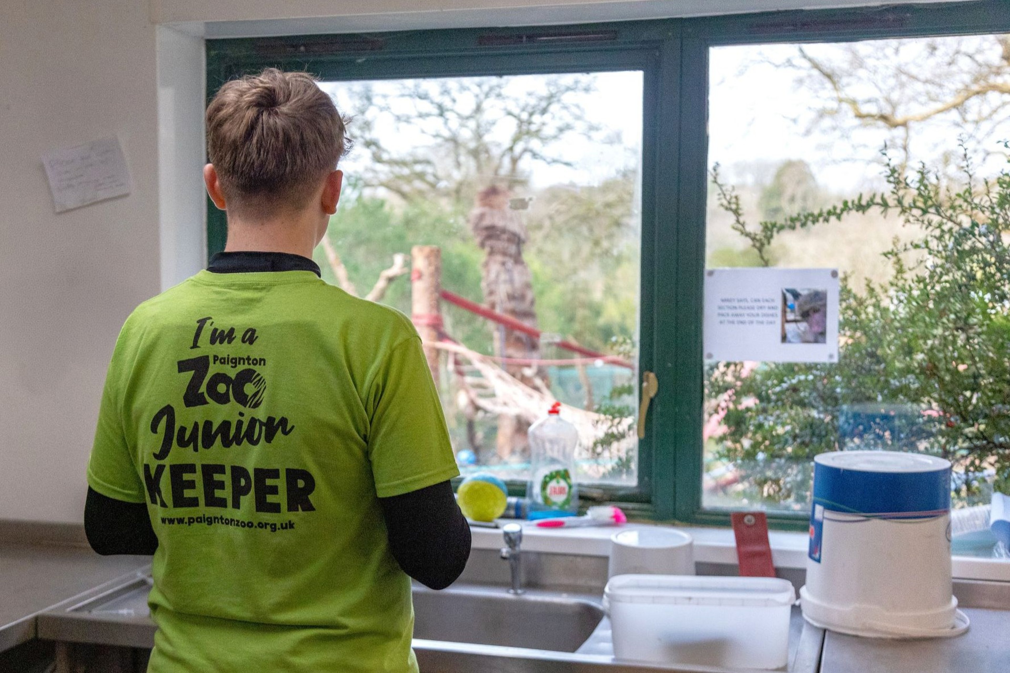 Person wearing a green "Zoo Junior Keeper" shirt looking out a window with kitchen items nearby.