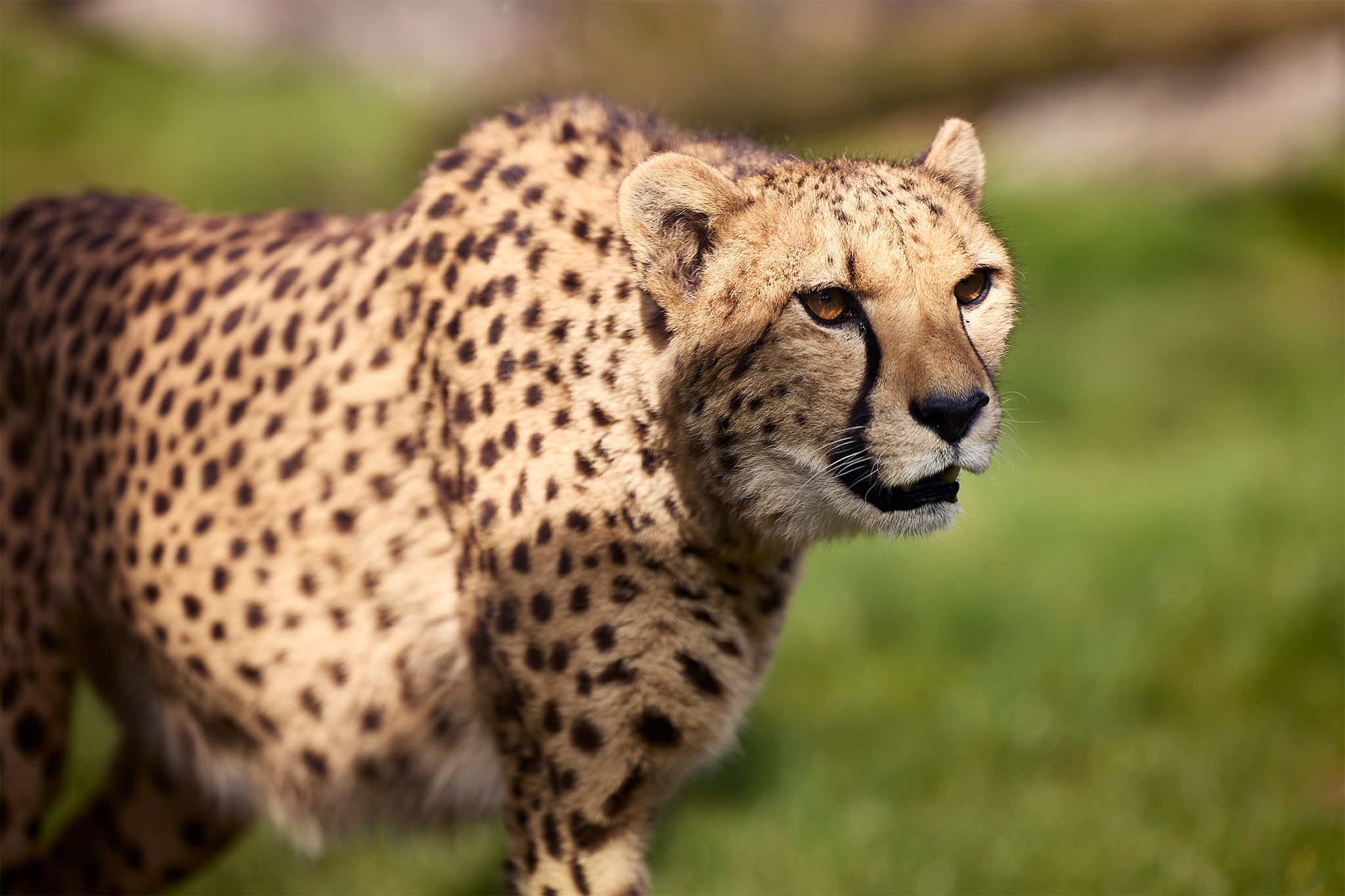 Close up van cheeta in Eindhoven Zoo