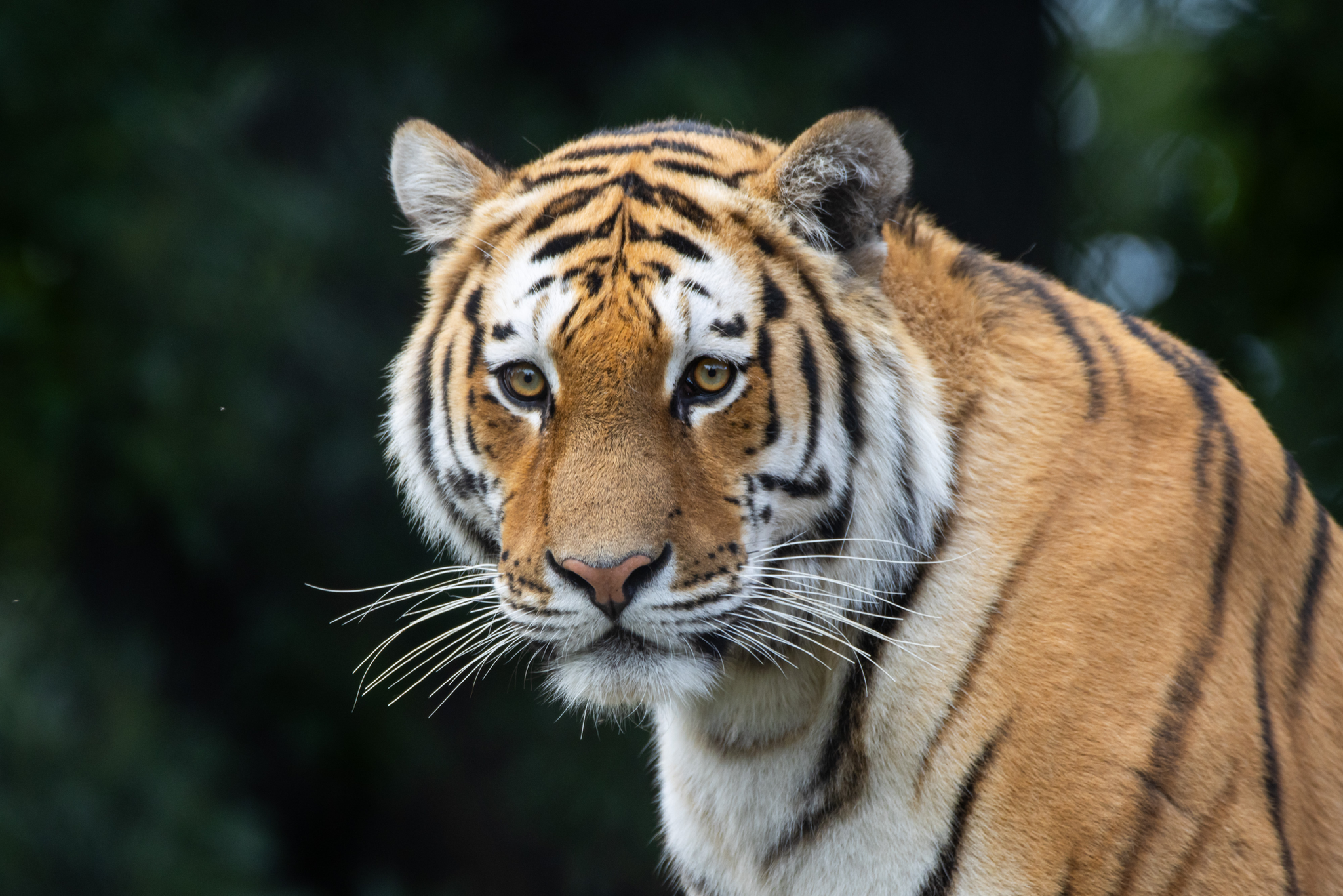 Amazar close-up in Stuttgart AquaZoo Leeuwarden