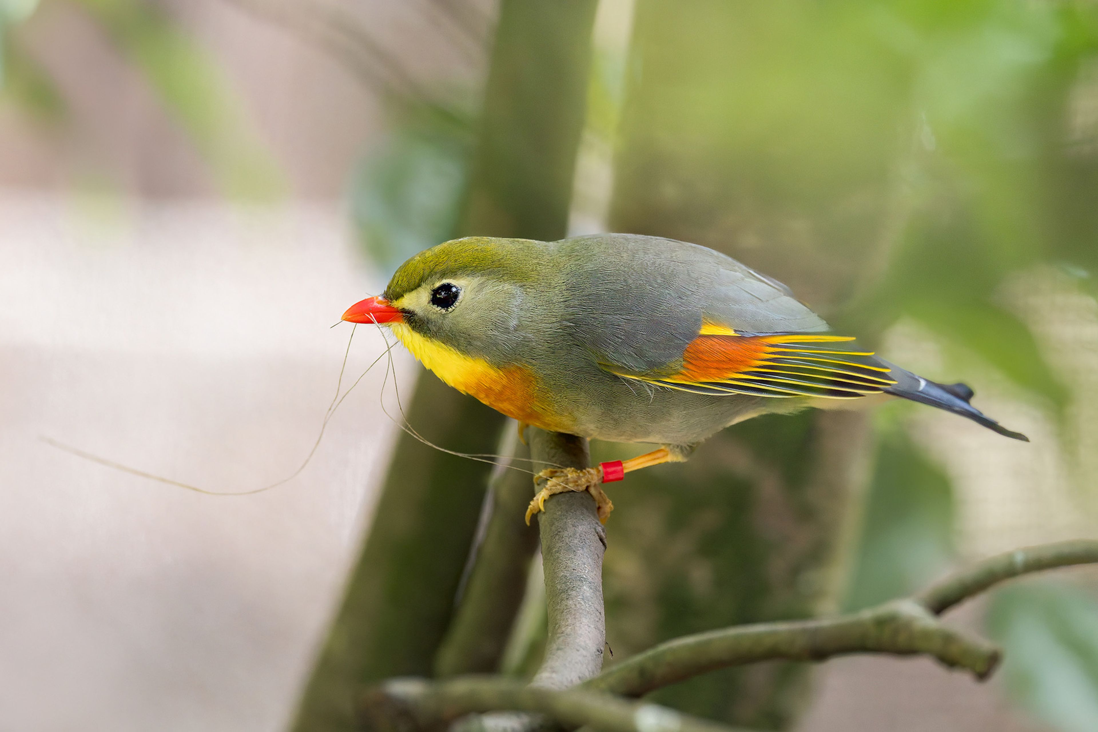Colorful bird with green and yellow feathers, orange highlights, and a red beak perched on a branch, surrounded by greenery.