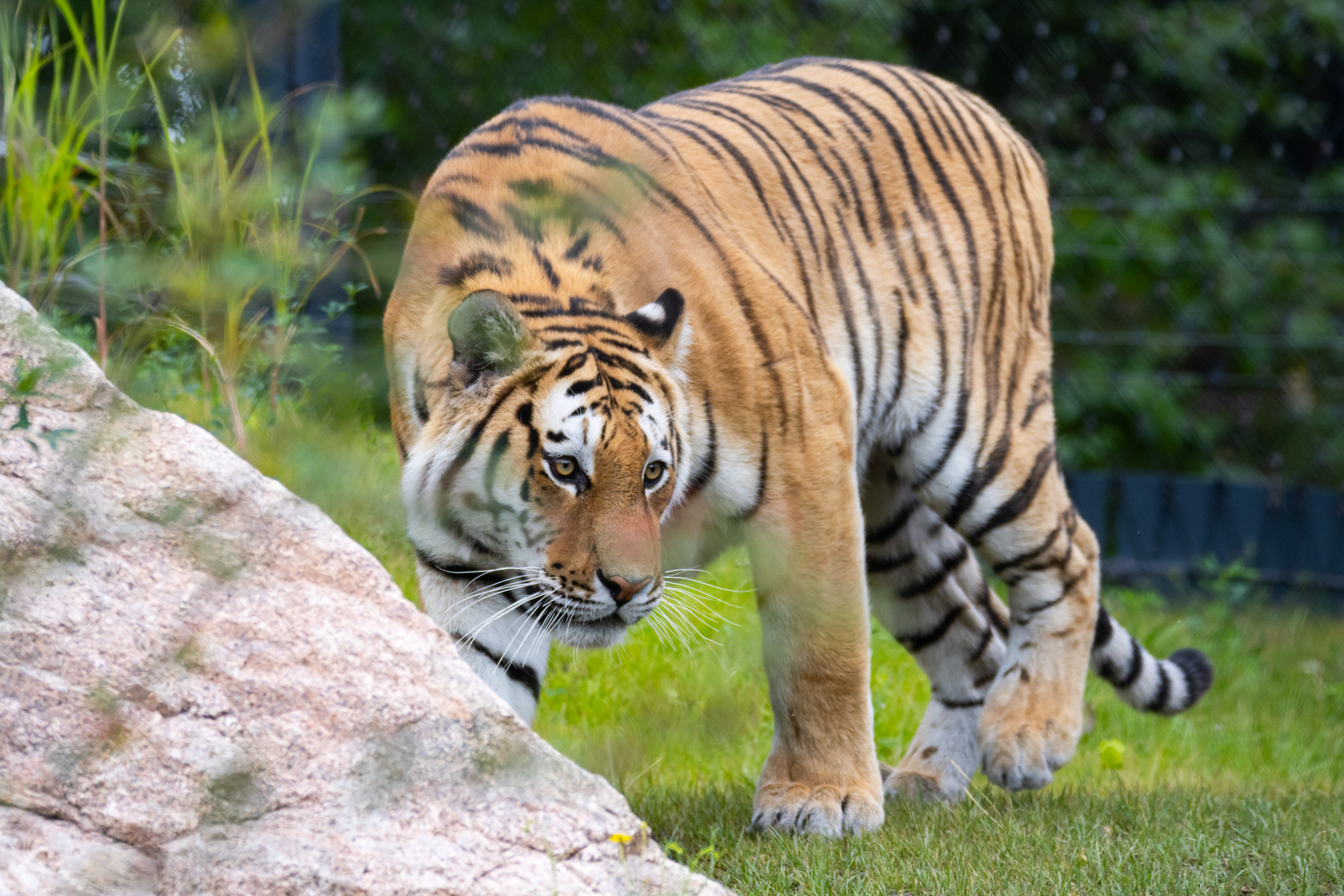 Amazar in buitenverblijf van de amoertijger in Stuttgart AquaZoo Leeuwarden