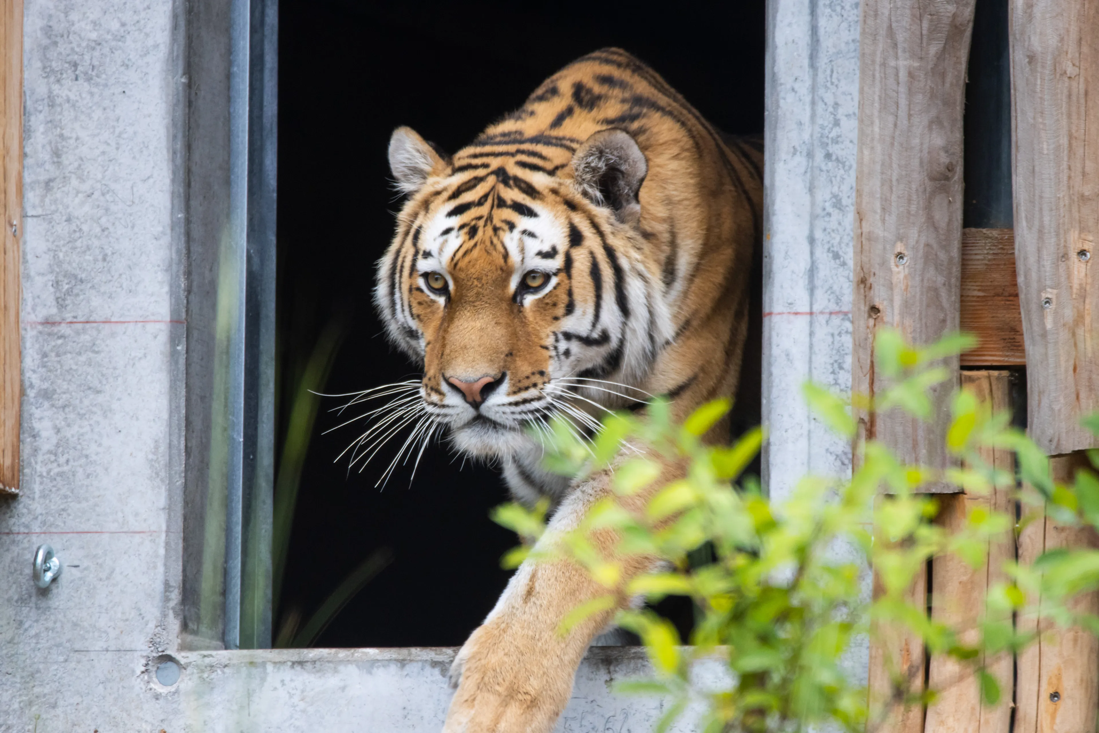 Amazar naar buitenverblijf in Stuttgart AquaZoo Leeuwarden