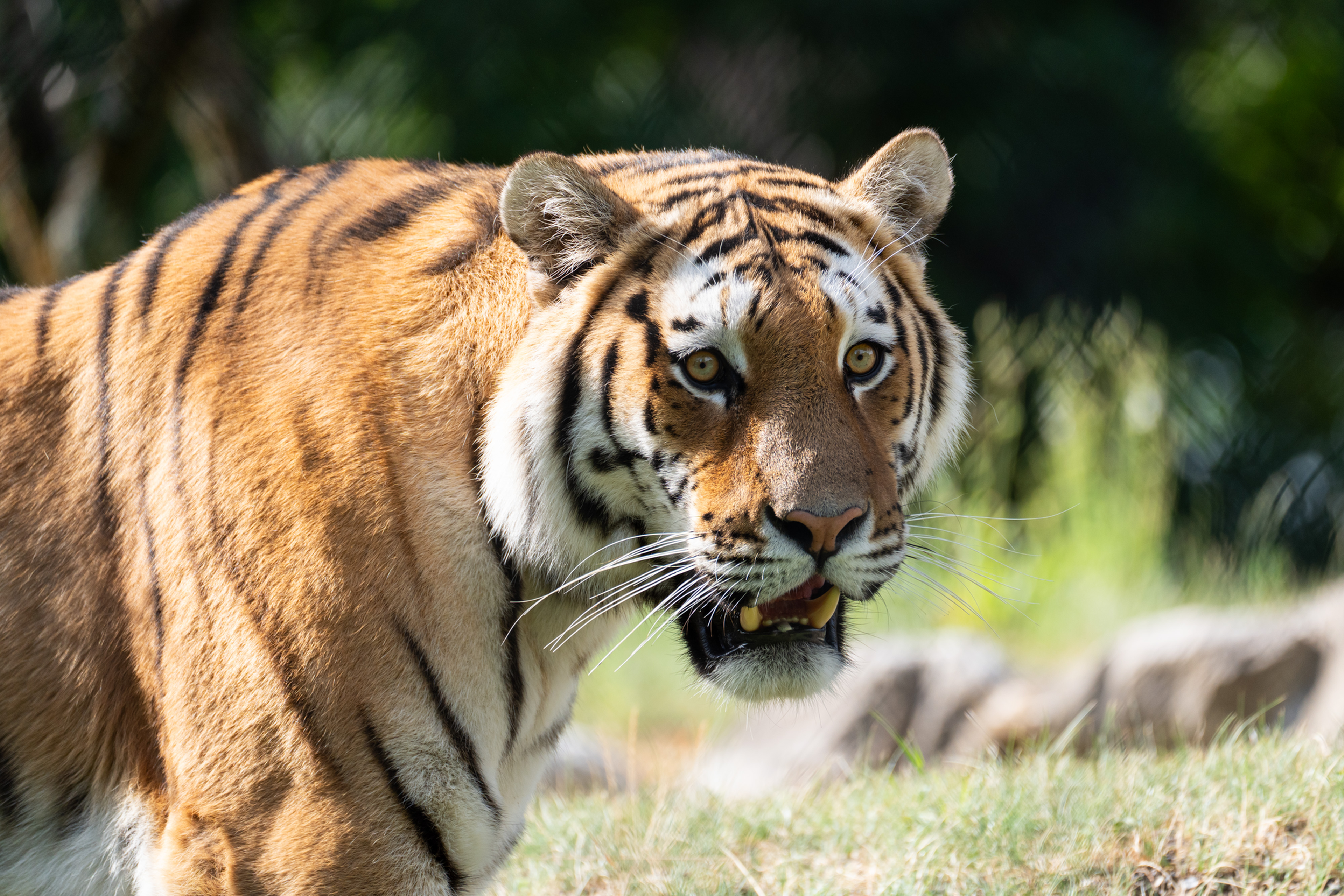Close up van Amazar de amoertijger in Stuttgart AquaZoo Leeuwarden