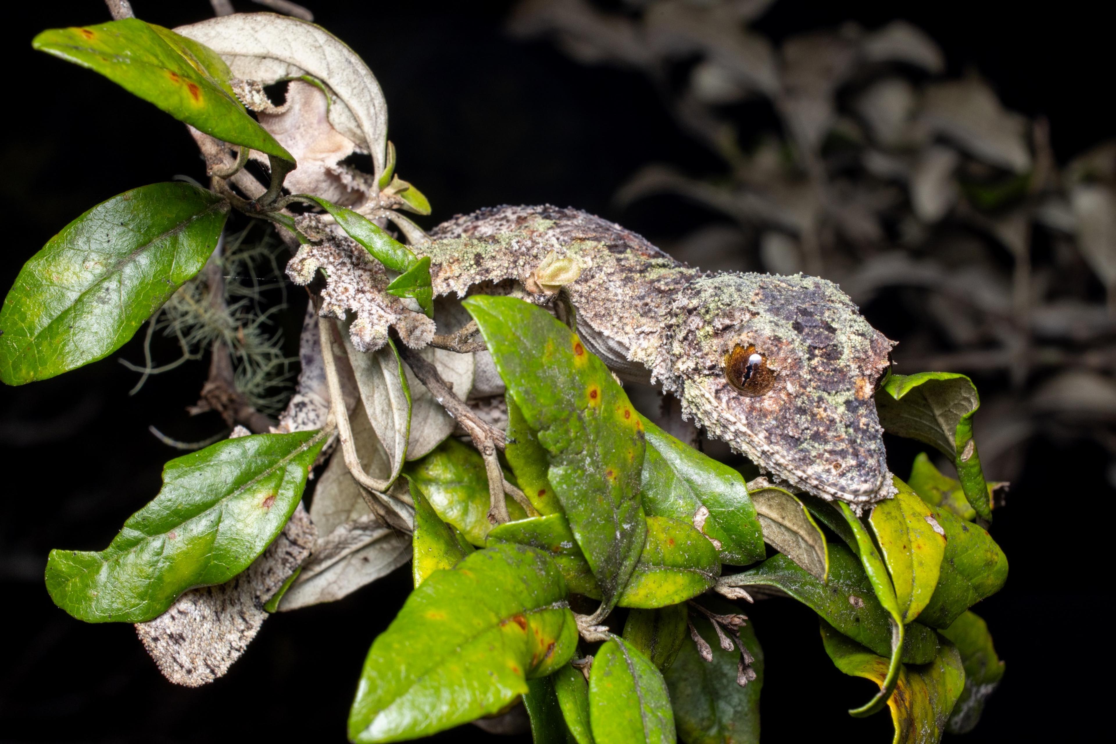 Een foto van een dier in Madagaskar, hier draagt de Nederlandse Vereniging van Dierentuinen bij aan een natuurherstelproject, waaronder Eindhoven Zoo.