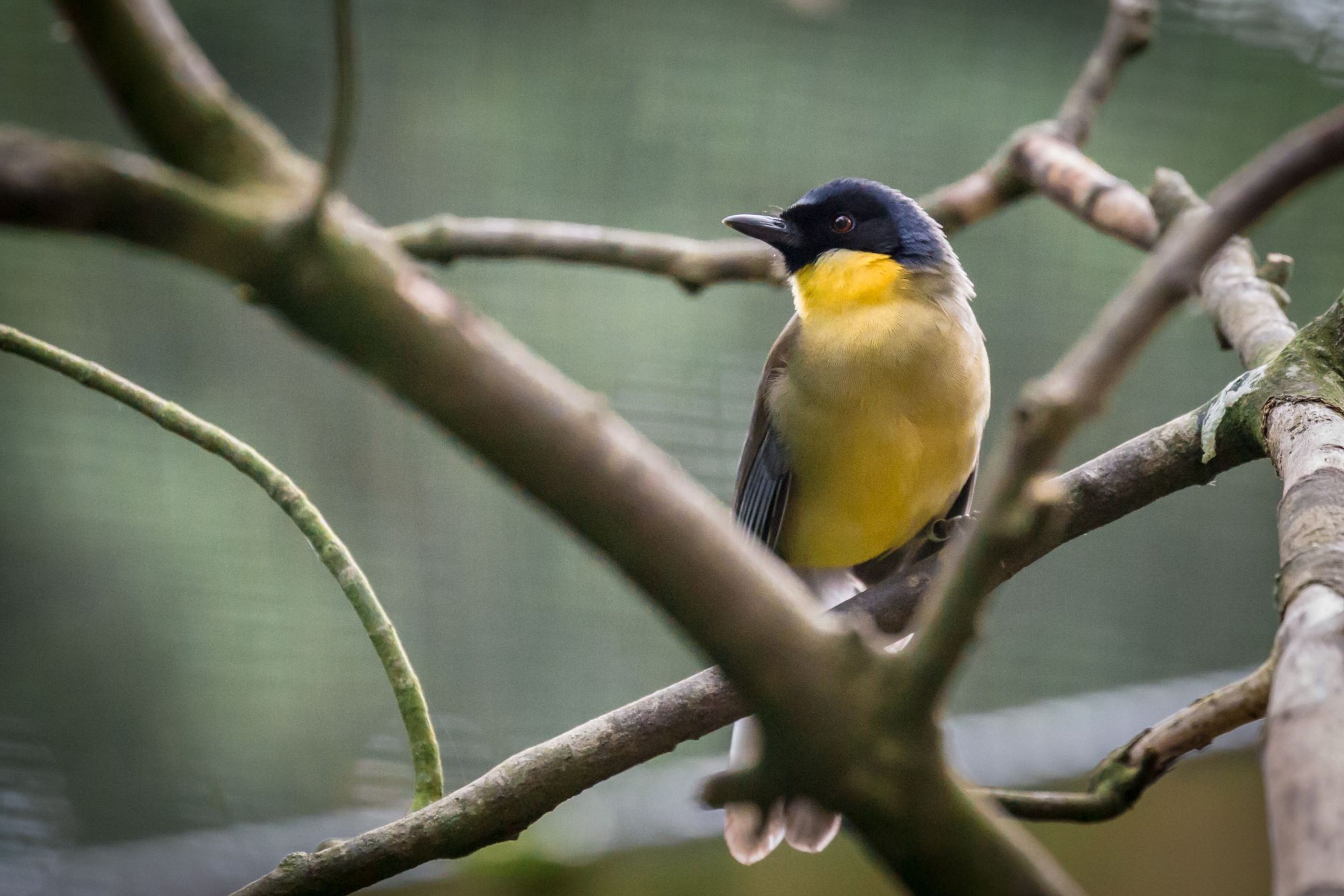 A small bird with a yellow belly, black head, and gray wings perches on a branch surrounded by blurred branches in the foreground.