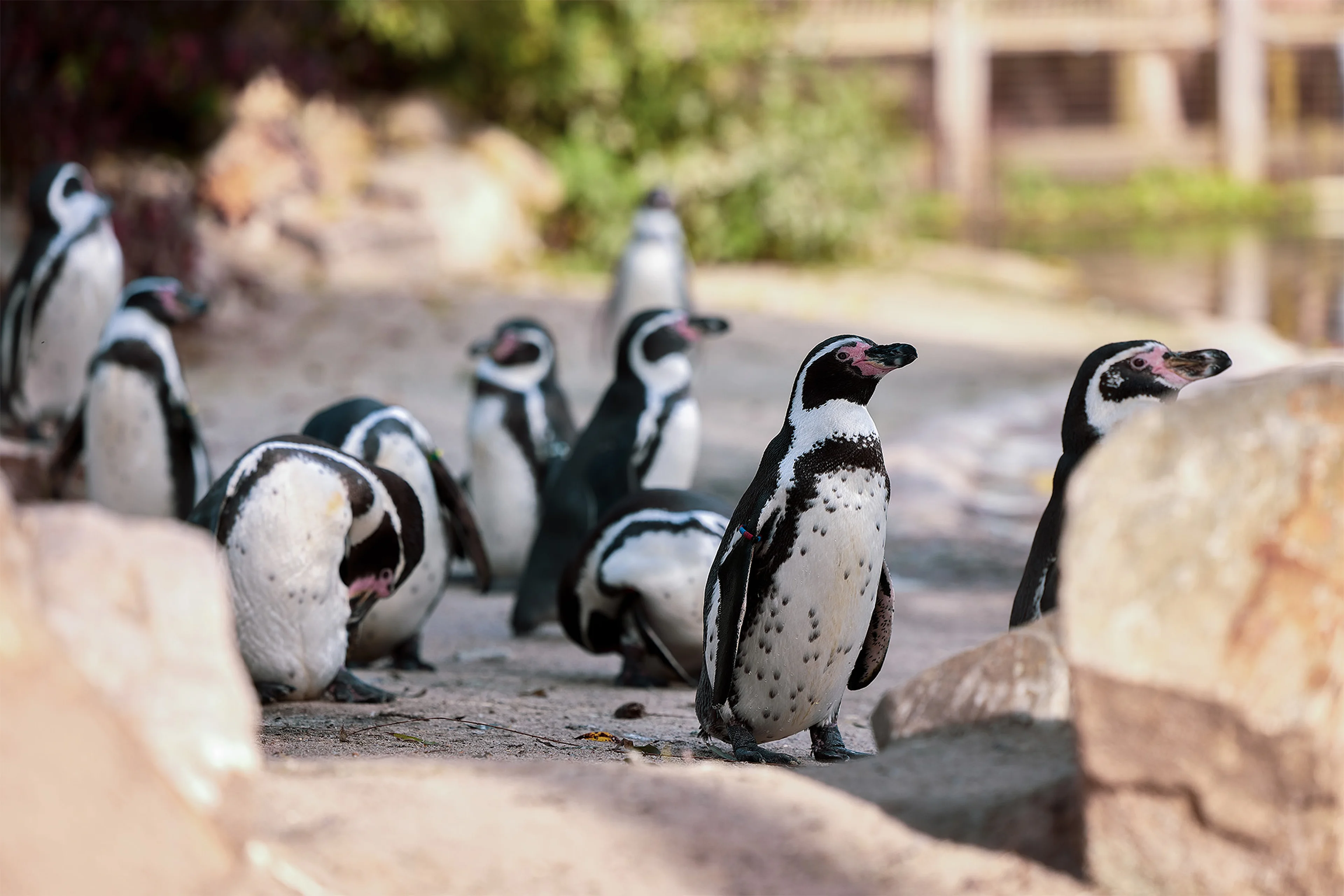 Pinguins in Eindhoven Zoo