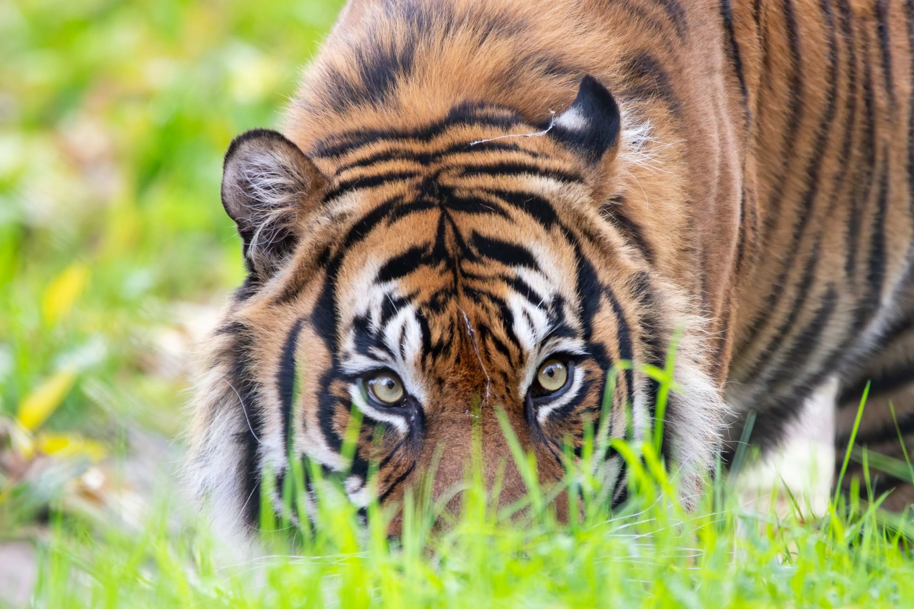 A tiger crouches in tall grass, its intense eyes focused forward. The fur is vividly striped with a mix of orange, black, and white.