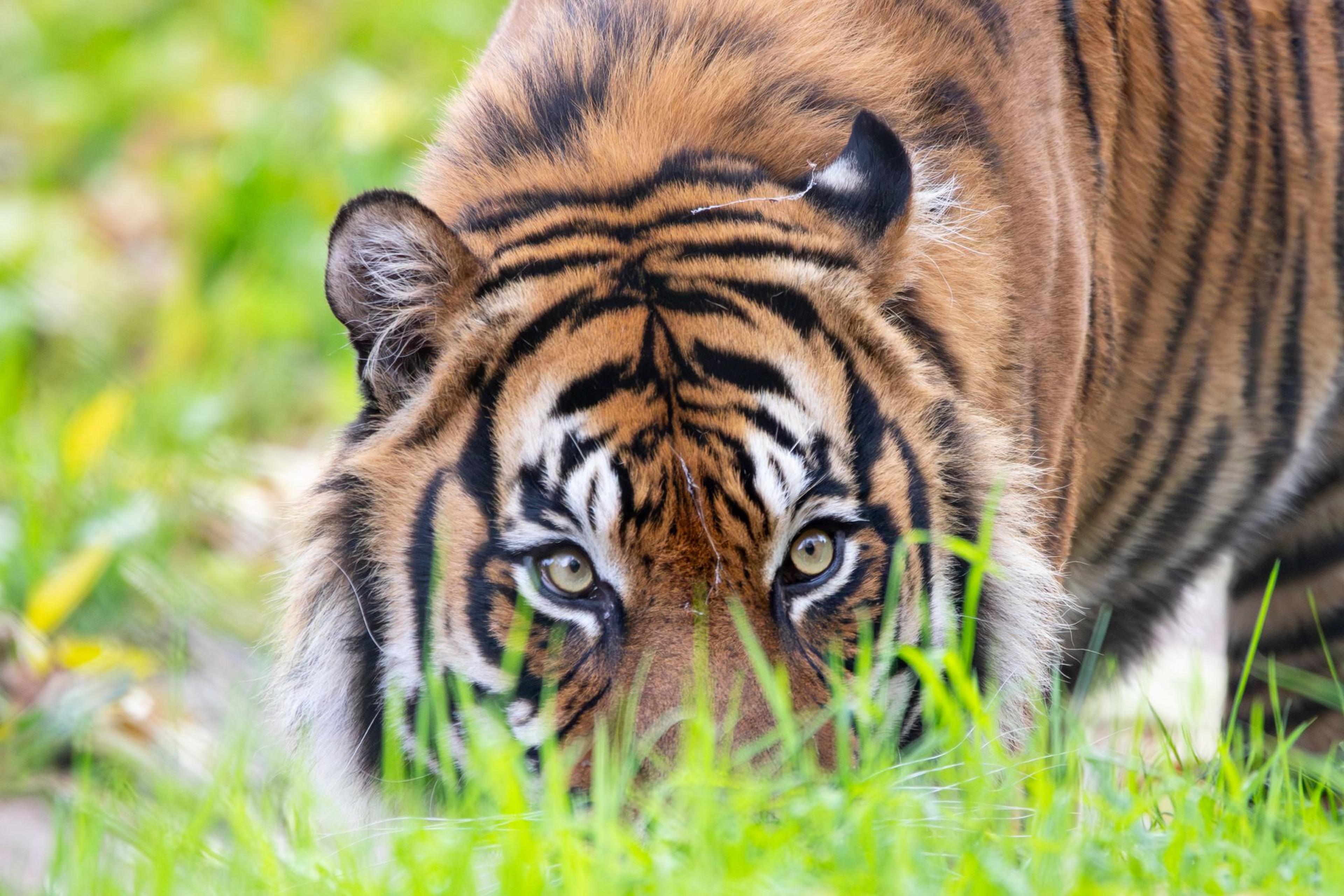A tiger crouches in tall grass, its intense eyes focused forward. The fur is vividly striped with a mix of orange, black, and white.