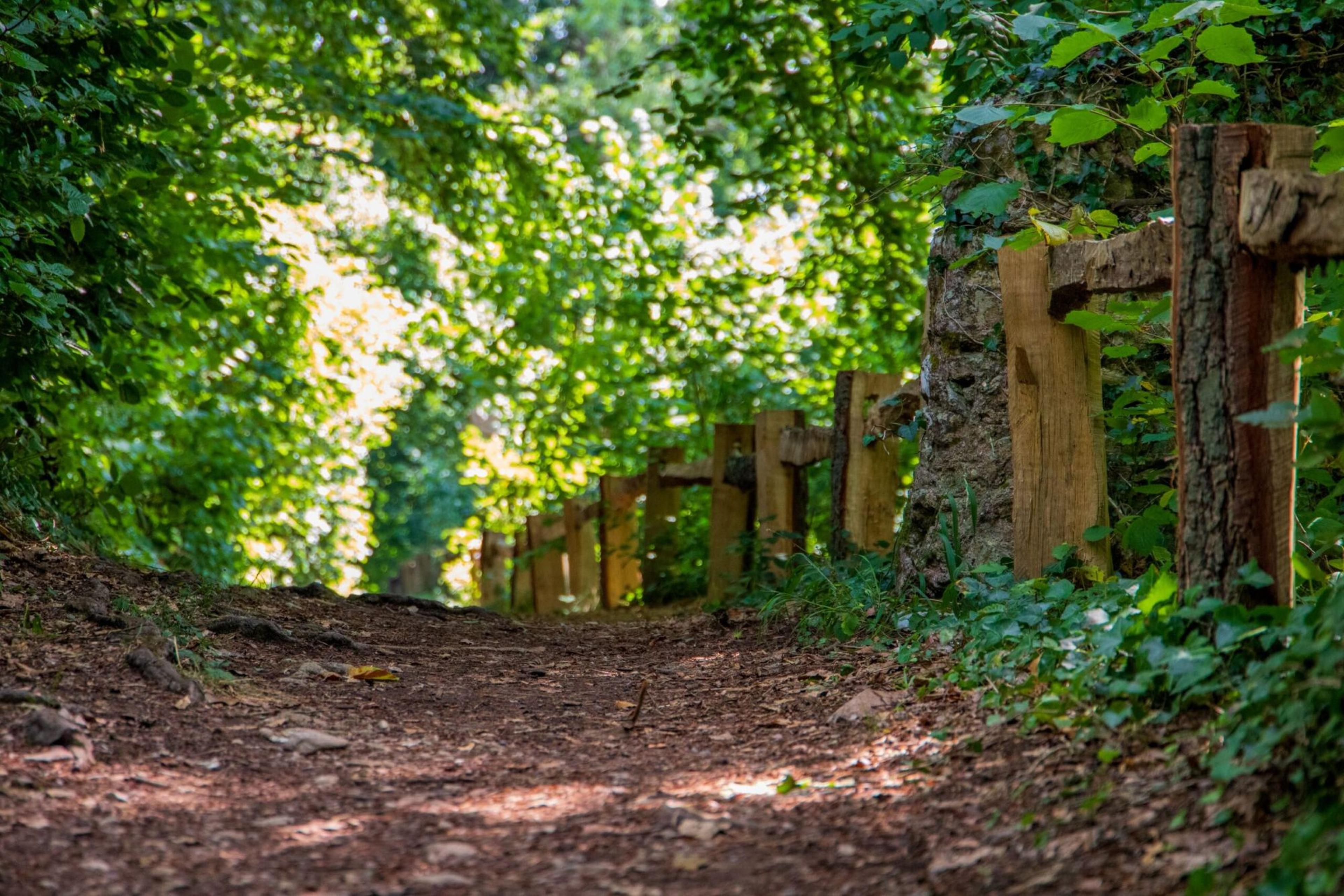 Nature Trail at Paignton Zoo takes visitors through rare temperate rainforest habitat as part of Clennon Gorge wildlife reserve