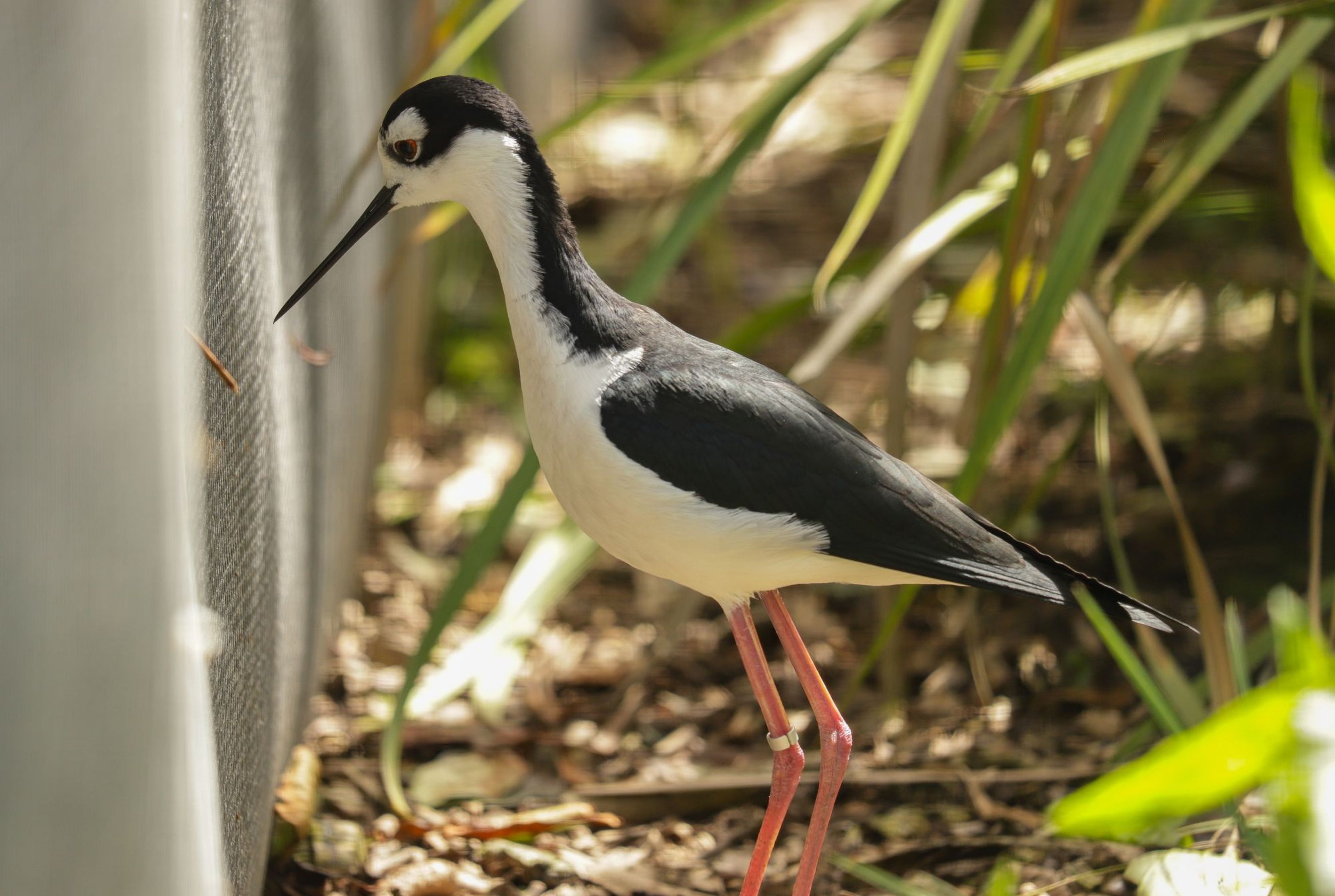 Black-necked stilt with long pink legs and a black beak, standing near a wire fence amidst greenery.