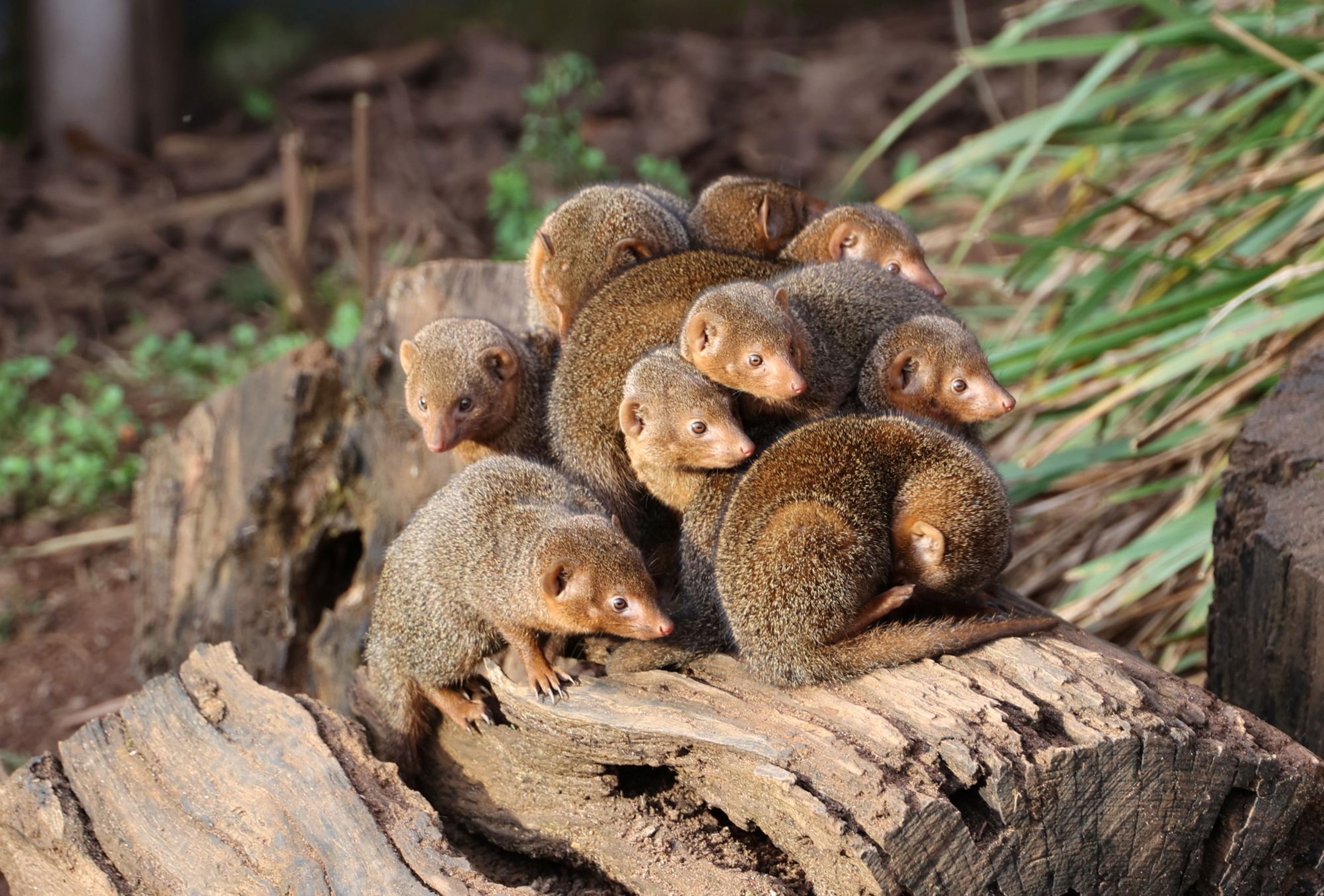 A group of dwarf mongooses huddled together on a log, surrounded by grass and soil at Paignton Zoo in Devon, UK